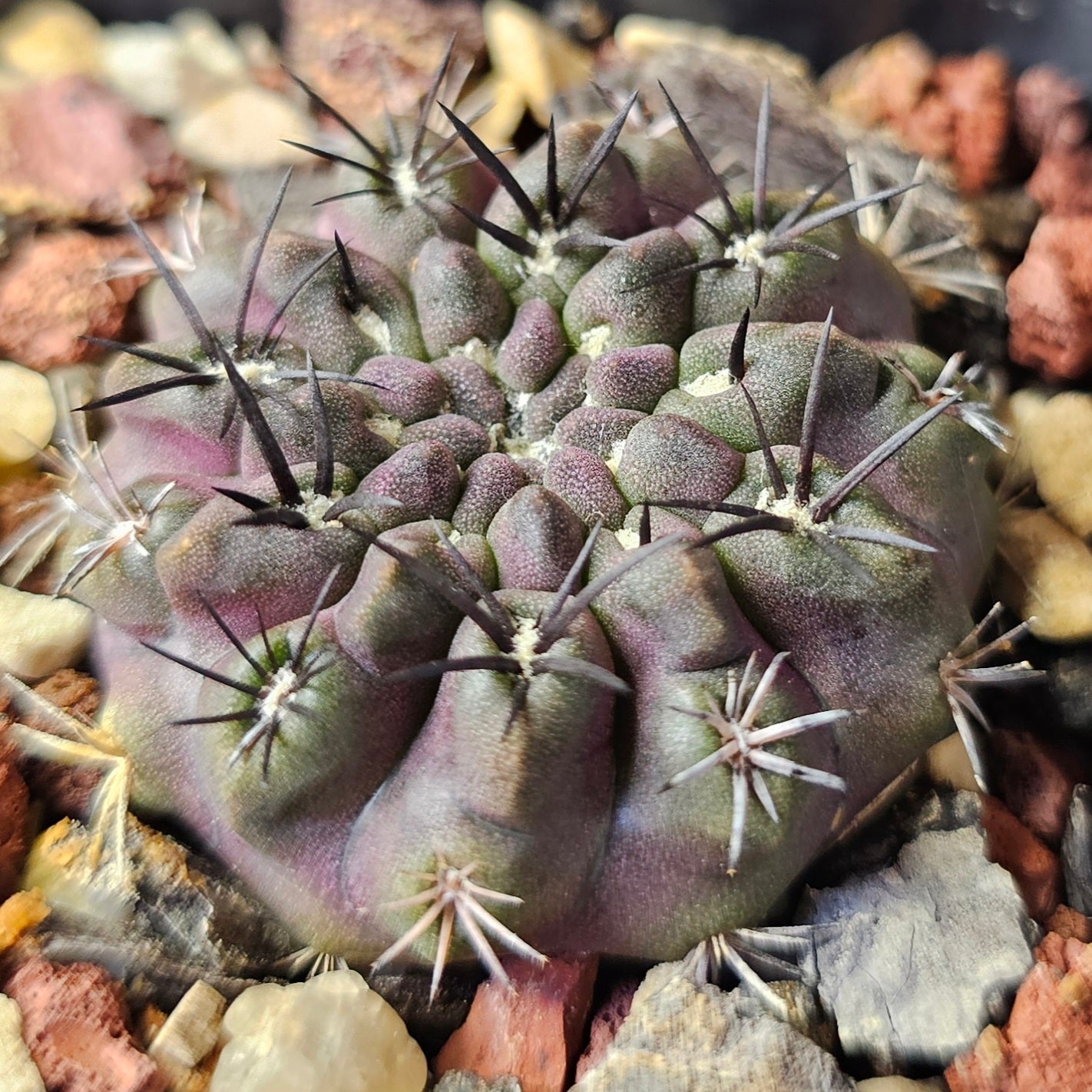 Cactus bundle (9 plants) – Elite selection