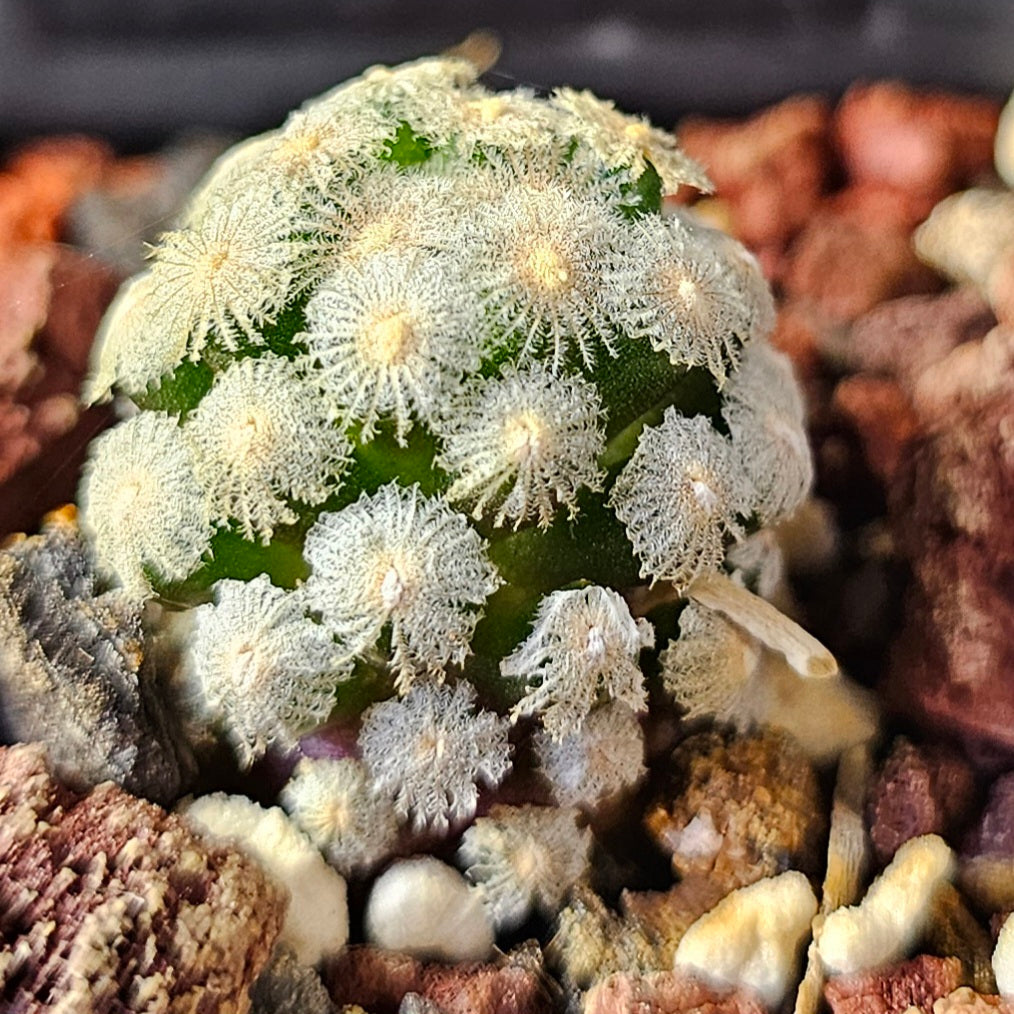 Cactus bundle (9 plants) – Elite selection