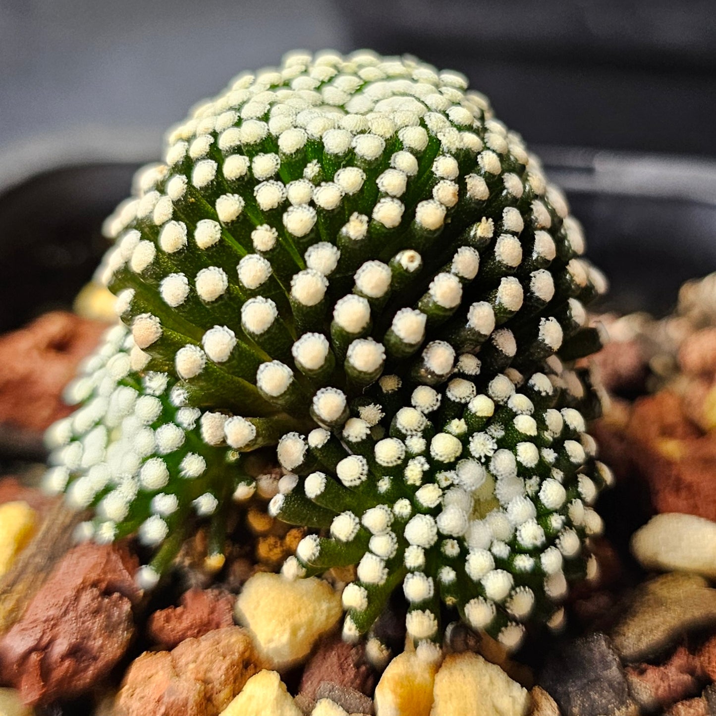 Cactus bundle (9 plants) – Elite selection