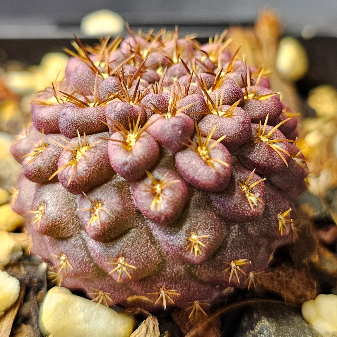 Cactus bundle (9 plants) – Elite selection