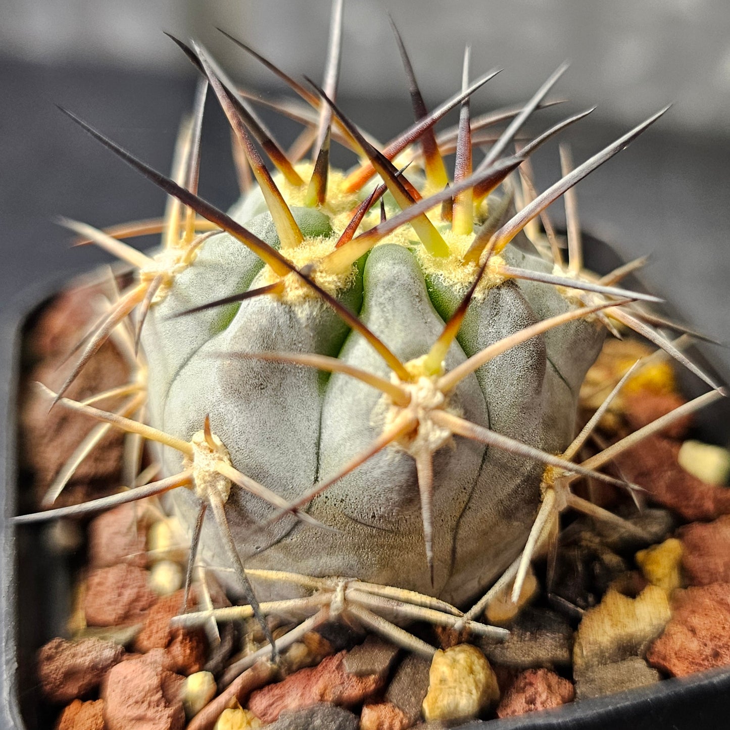 Cactus bundle (9 plants) – Elite selection