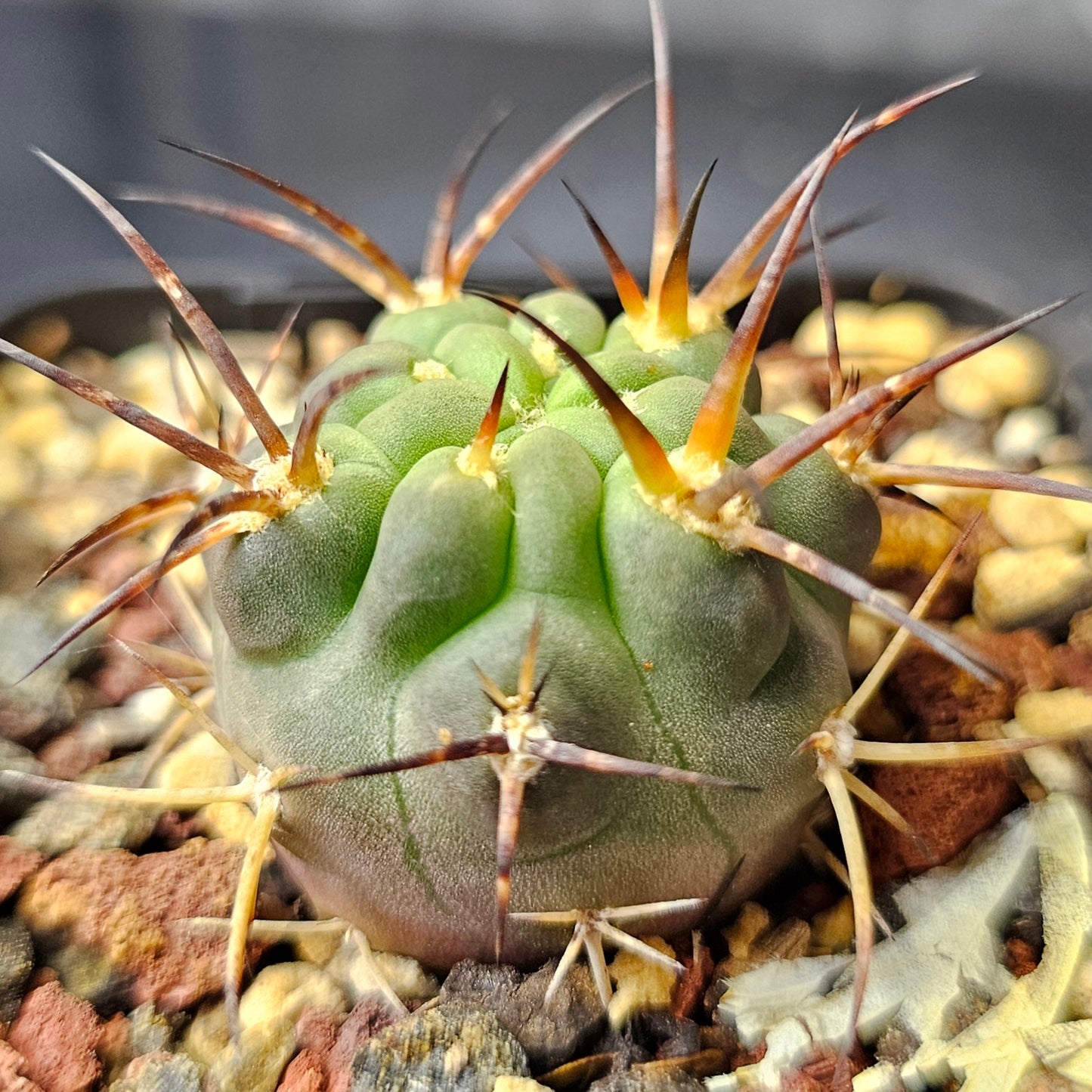 Cactus bundle (9 plants) – Elite selection