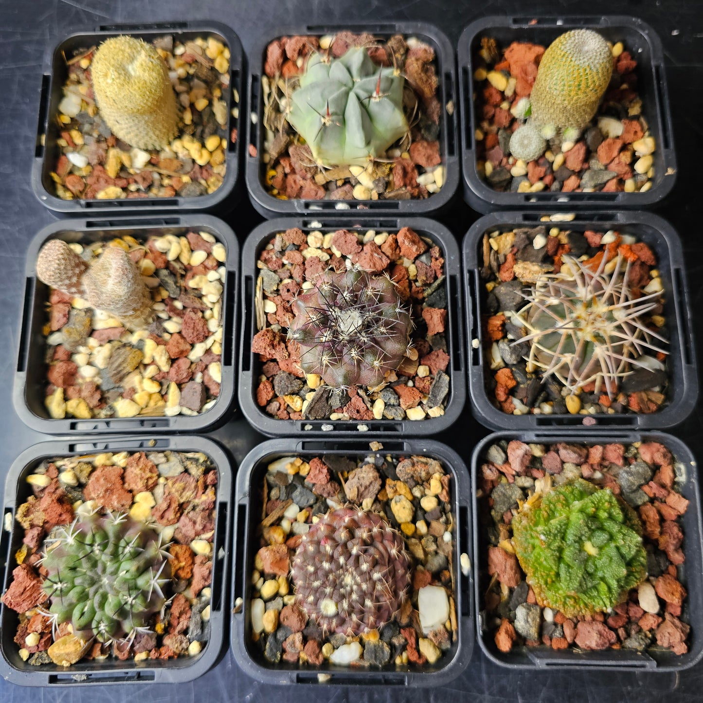 Cactus bundle (9 plants) – Premier selection