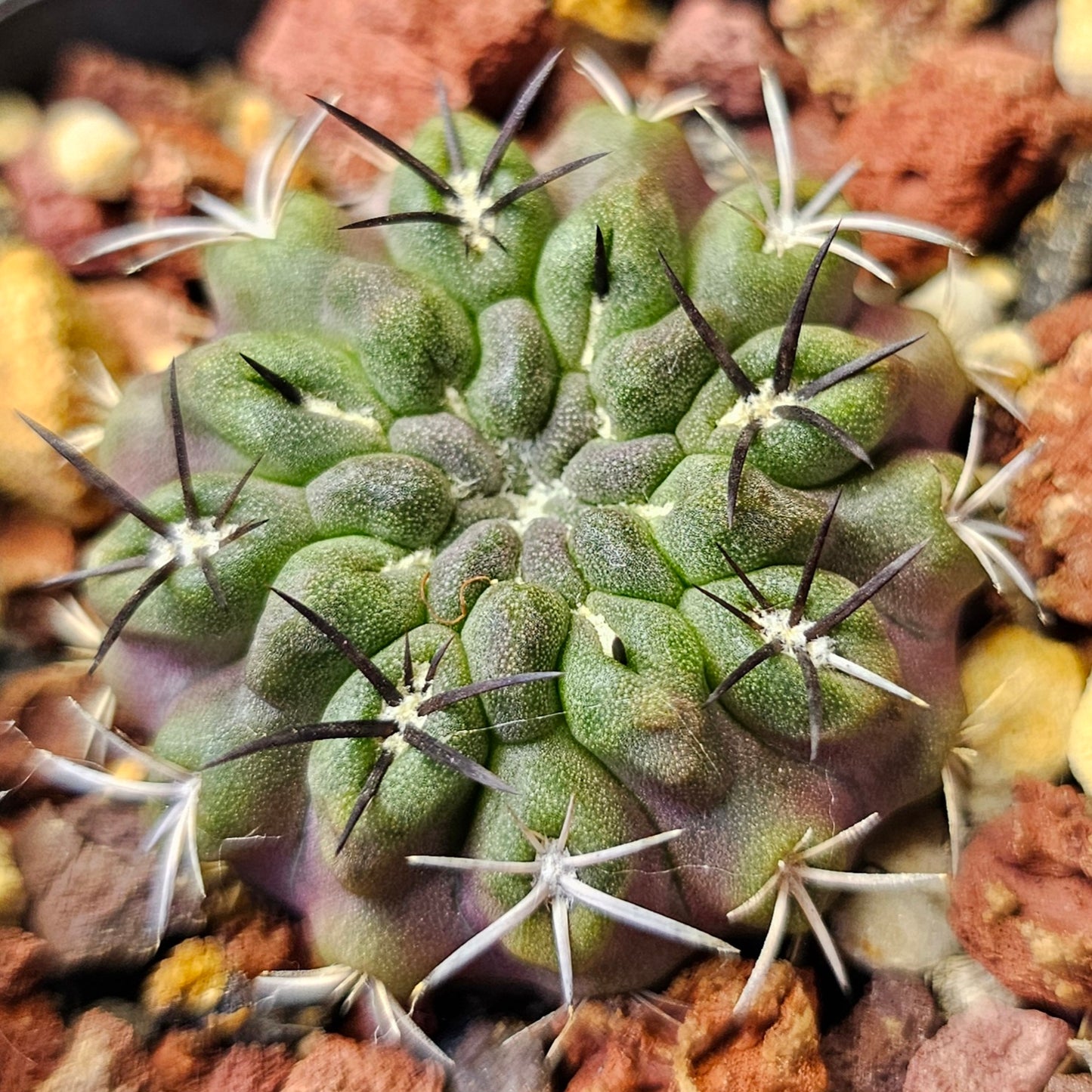 Cactus bundle (9 plants) – Premier selection