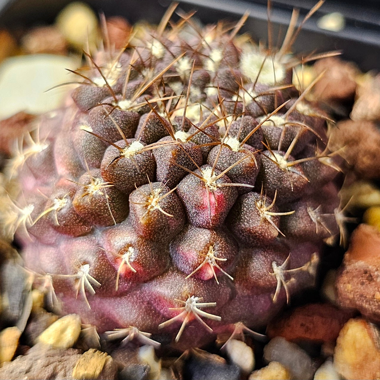 Cactus bundle (9 plants) – Premier selection