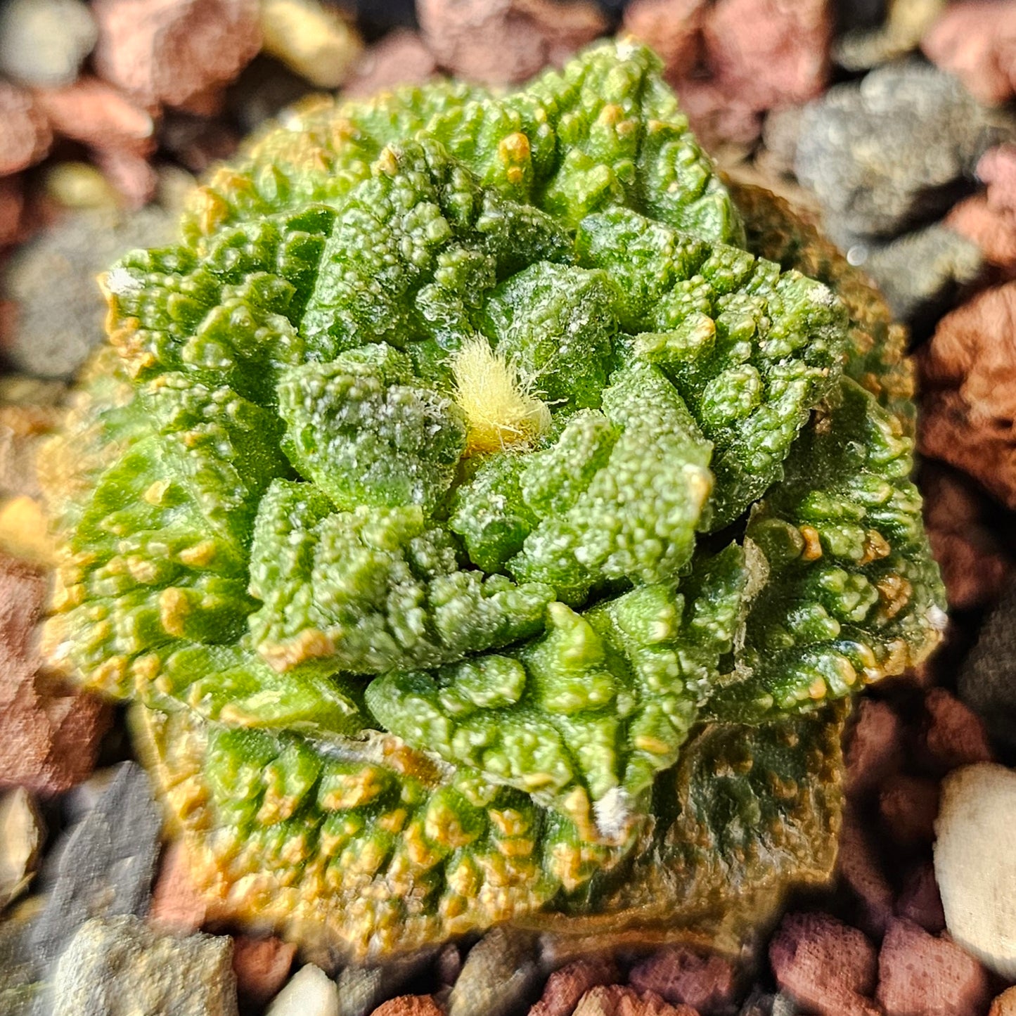 Cactus bundle (9 plants) – Premier selection