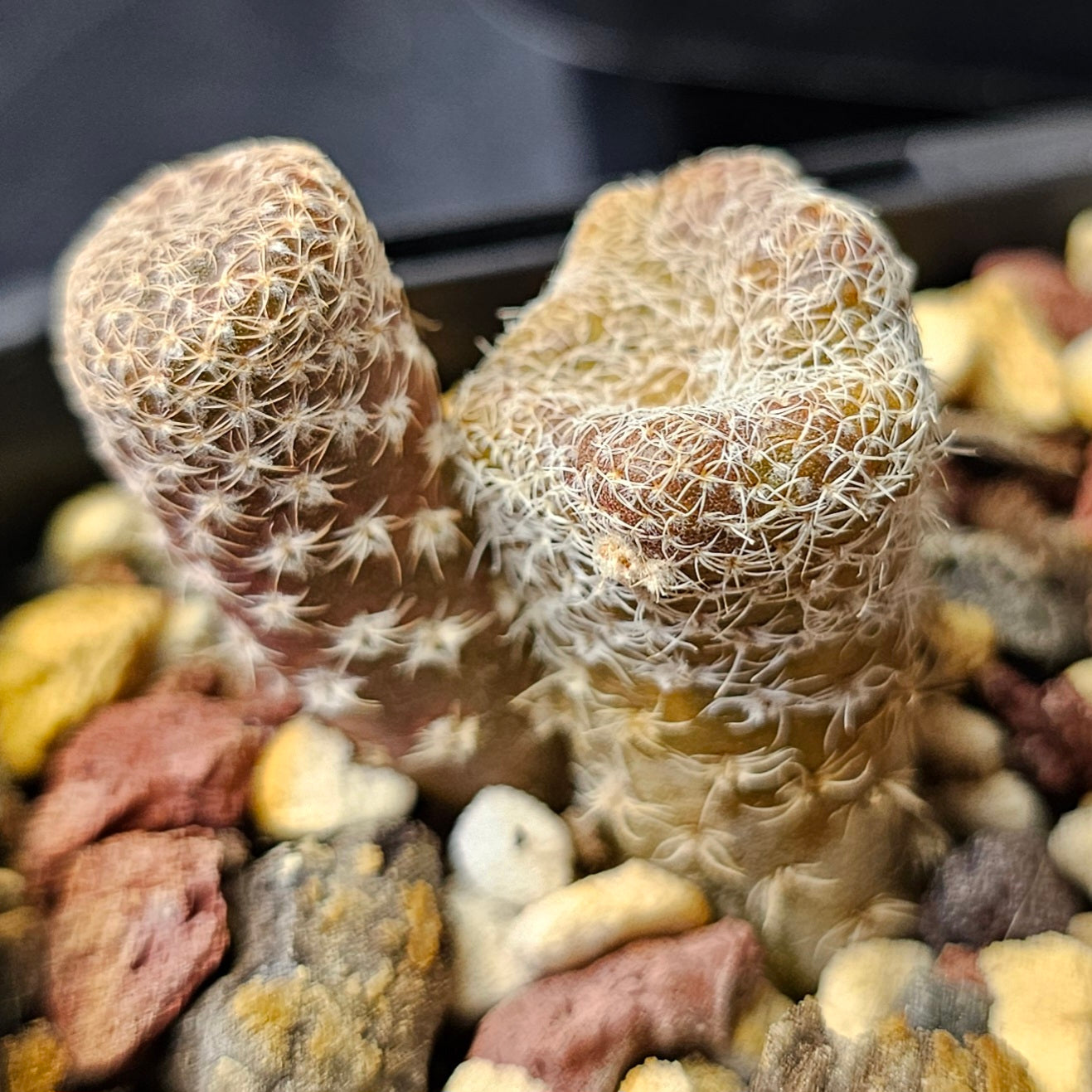 Cactus bundle (9 plants) – Premier selection