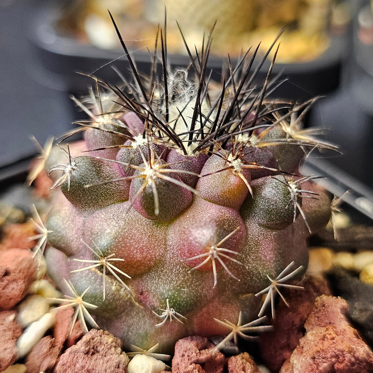 Cactus bundle (9 plants) – Premier selection