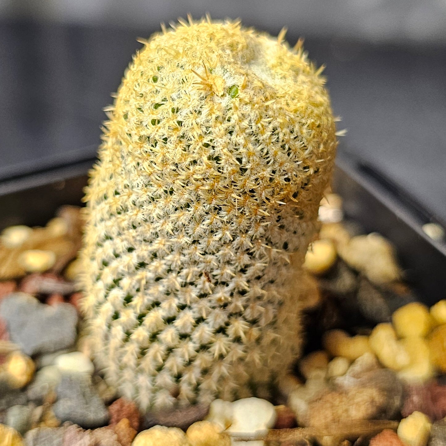 Cactus bundle (9 plants) – Premier selection