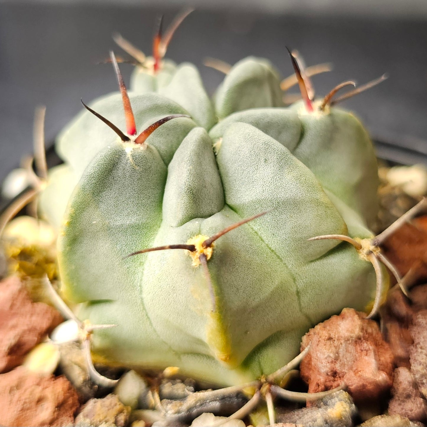 Cactus bundle (9 plants) – Premier selection