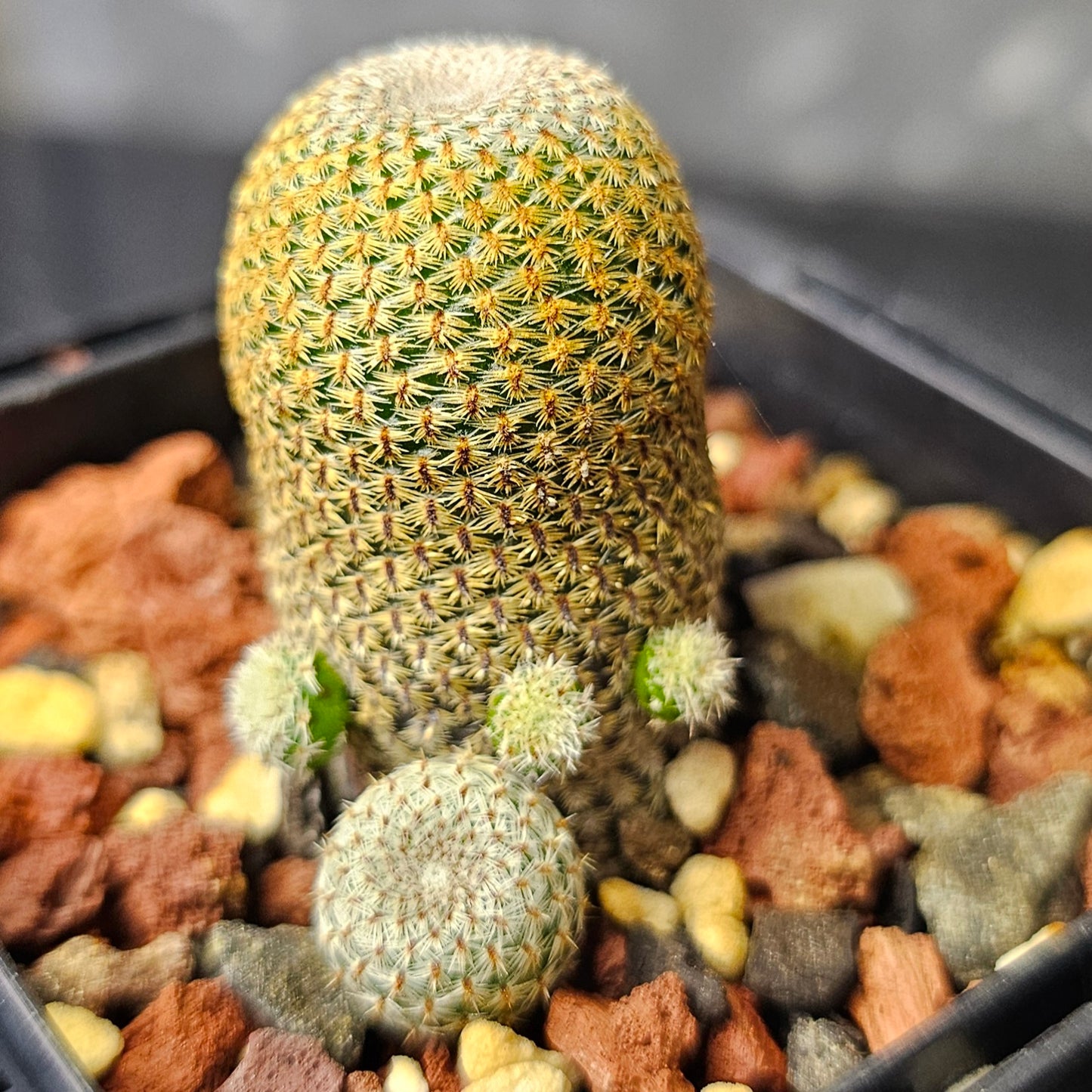 Cactus bundle (9 plants) – Premier selection