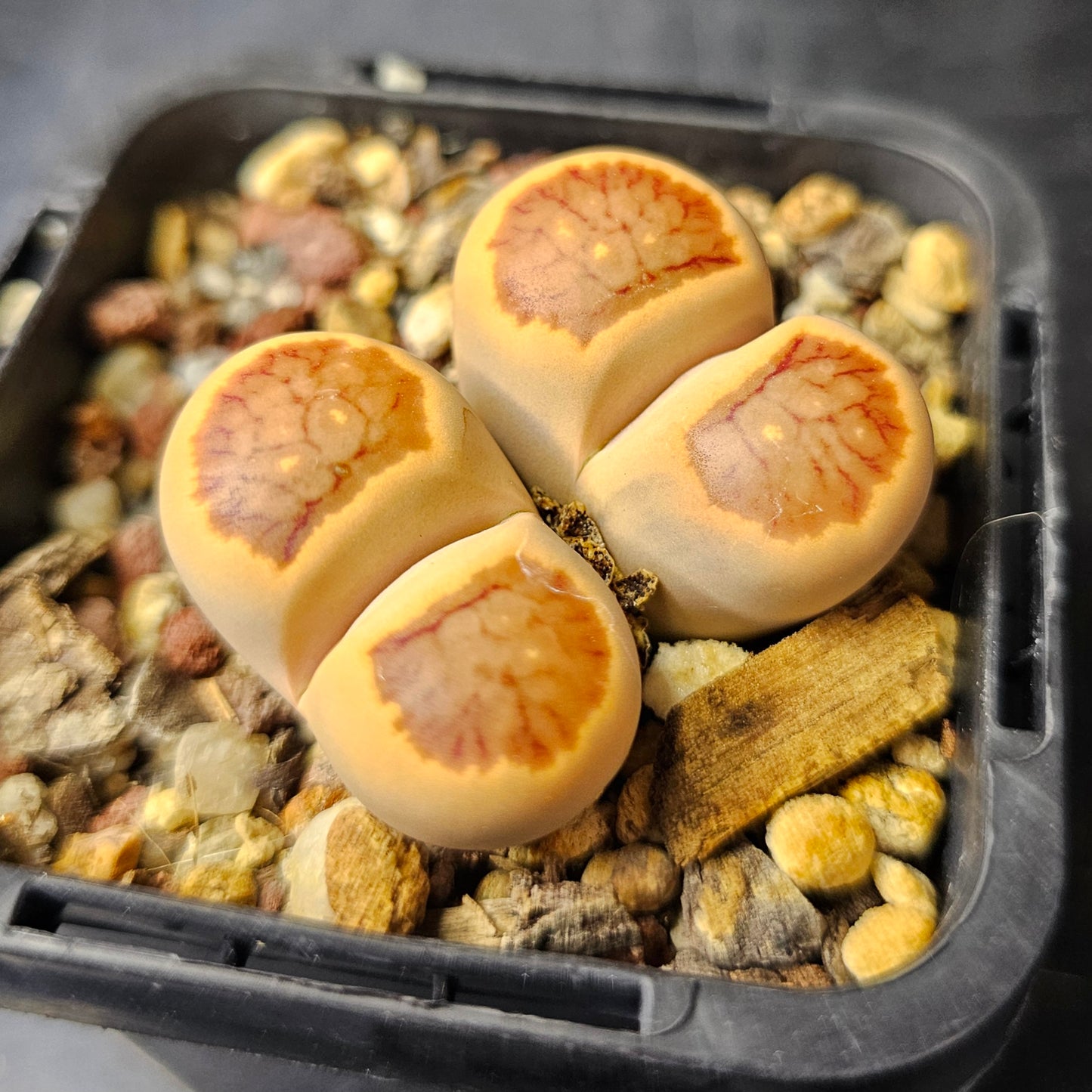 Lithops Kikushogyoku