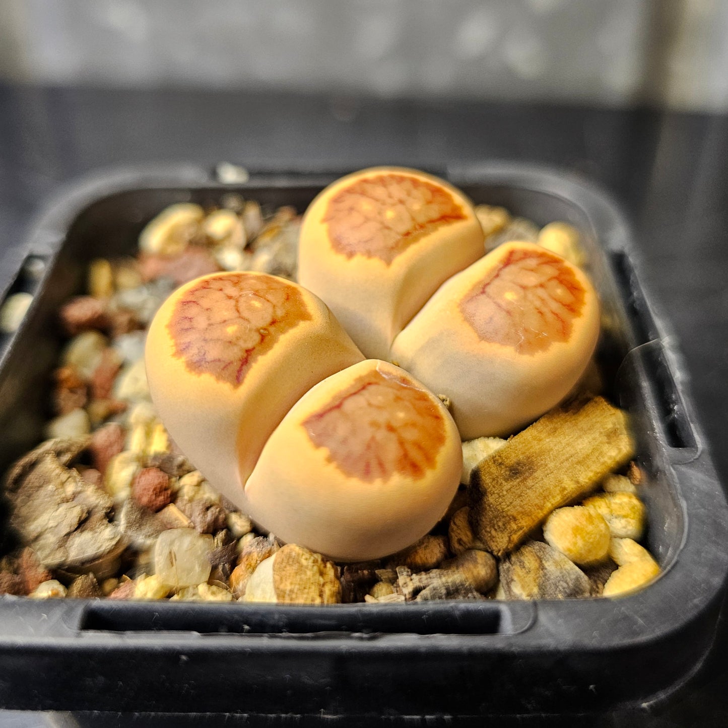 Lithops Kikushogyoku