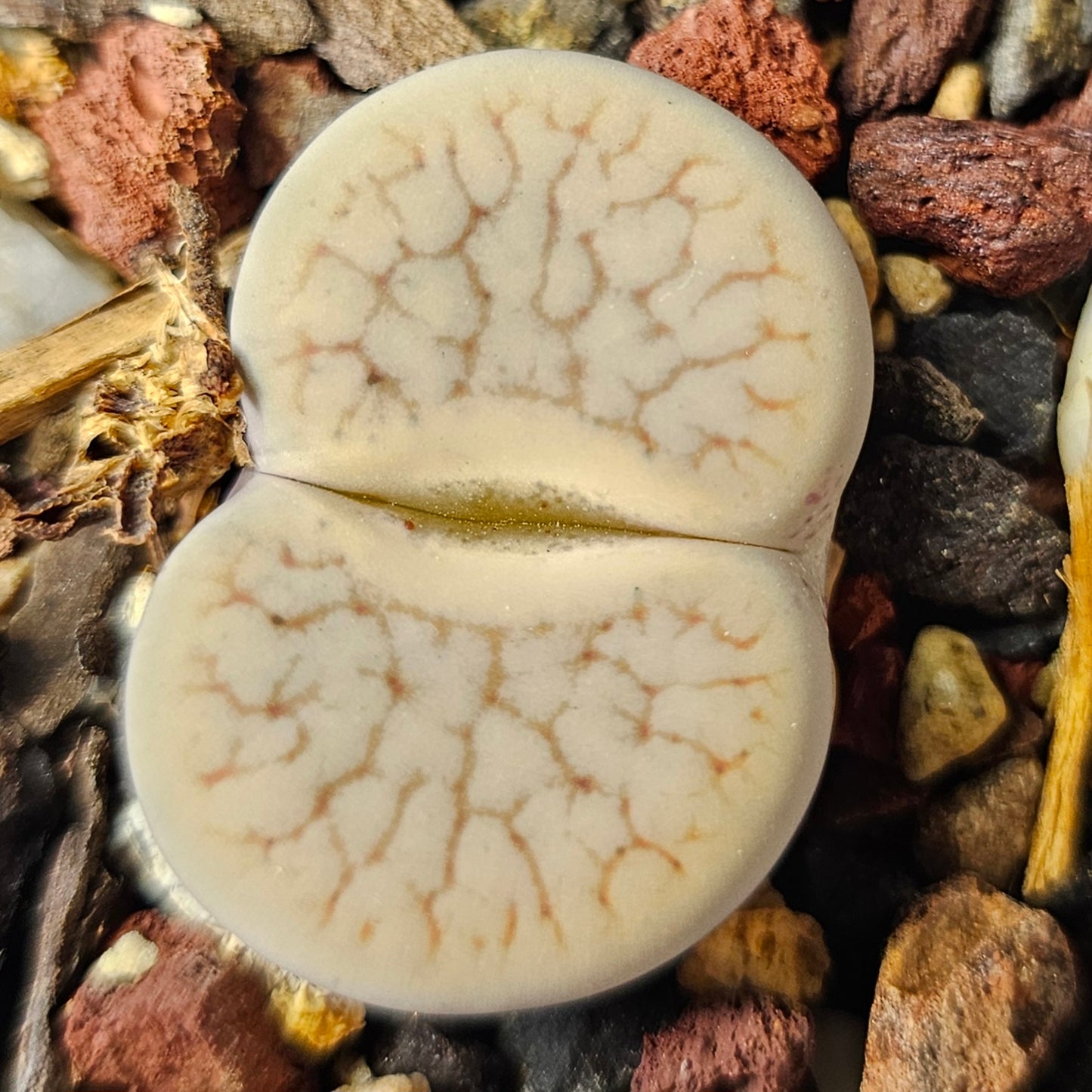 Lithops bundle (4 plants) – Ghostly selection