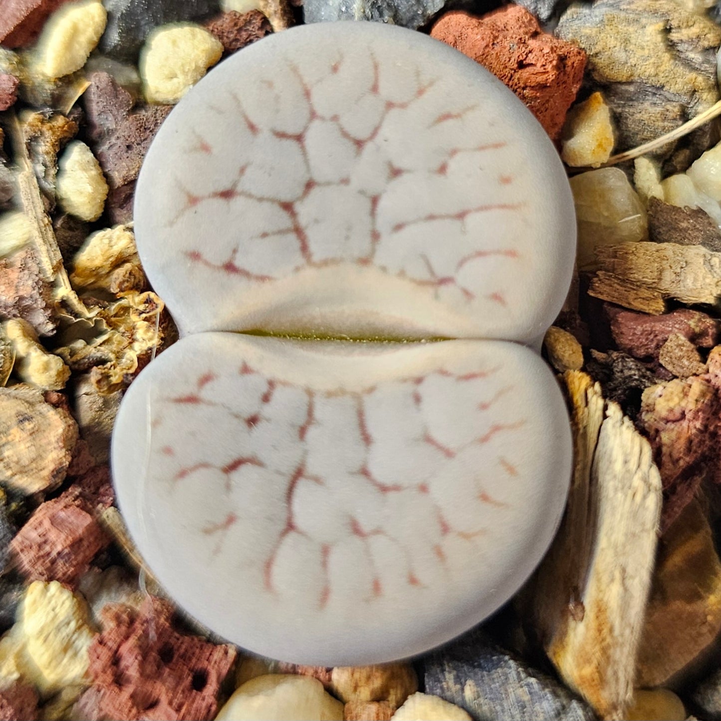 Lithops bundle (4 plants) – Ghostly selection