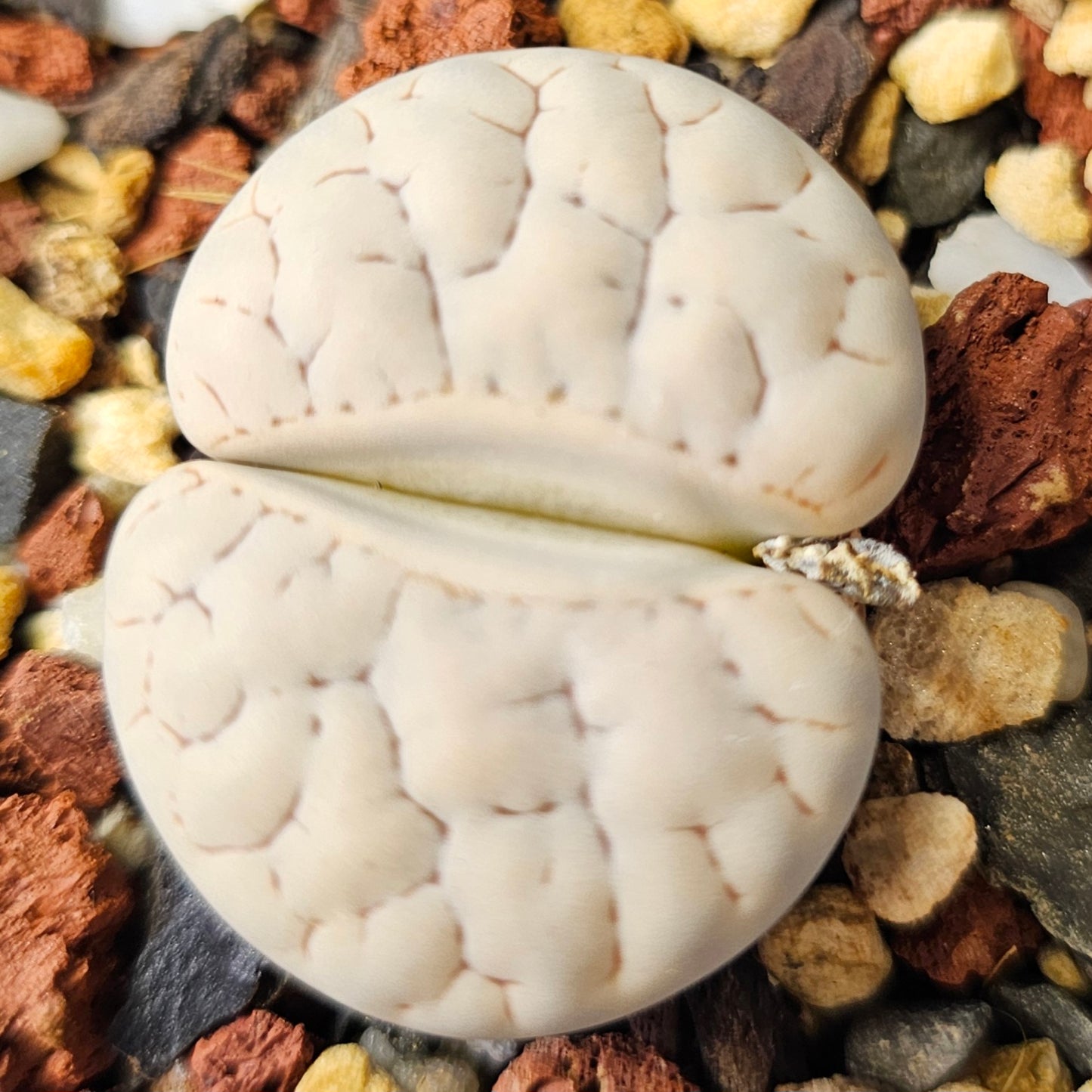 Lithops bundle (4 plants) – Ghostly selection