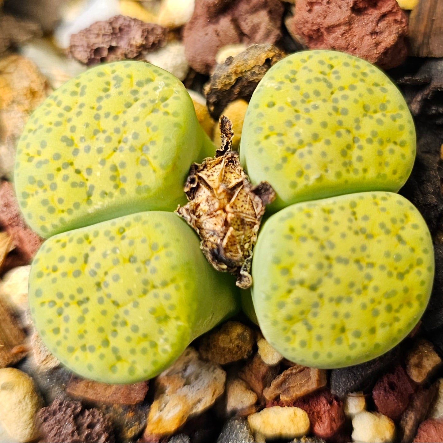 Lithops bundle (4 plants) – Green Spectrum selection