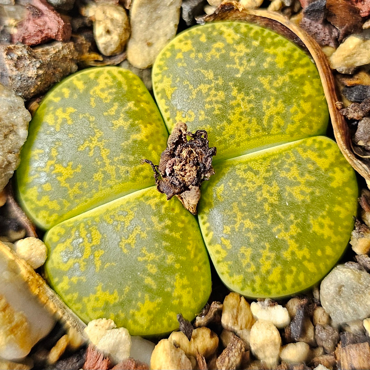 Lithops bundle (4 plants) – Green Spectrum selection