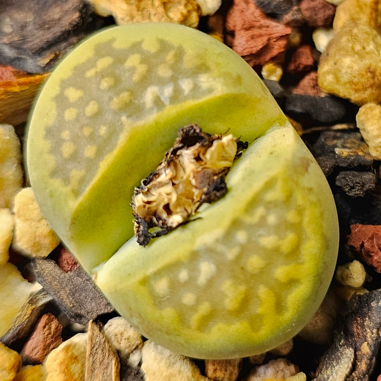 Lithops bundle (4 plants) – Green Spectrum selection
