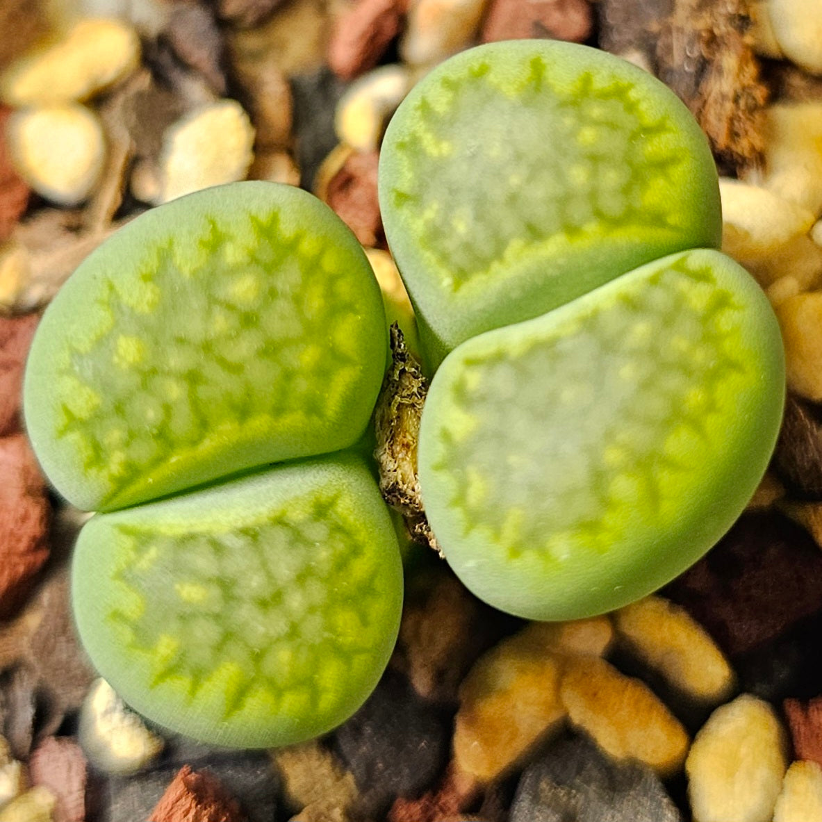 Lithops bundle (4 plants) – Green Spectrum selection