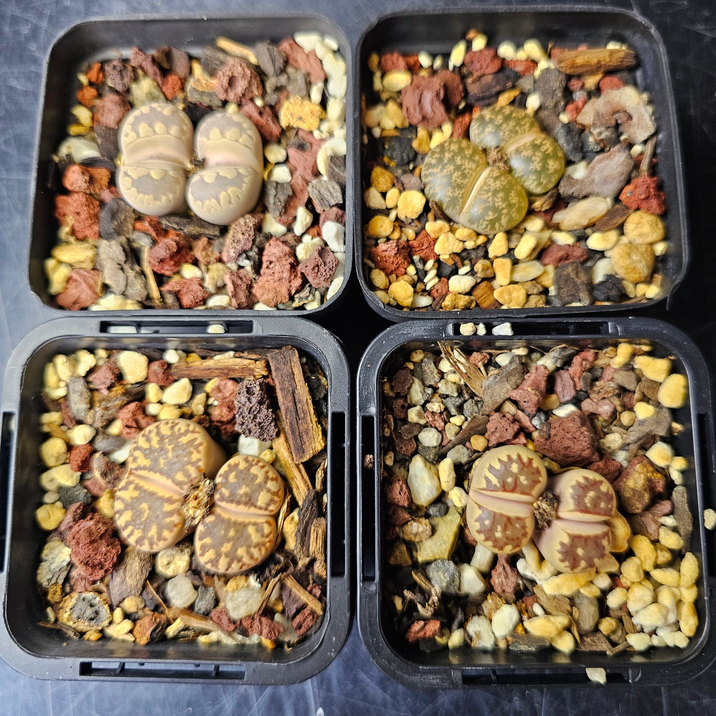 Lithops bundle (4 plants) – Earth Ranger selection