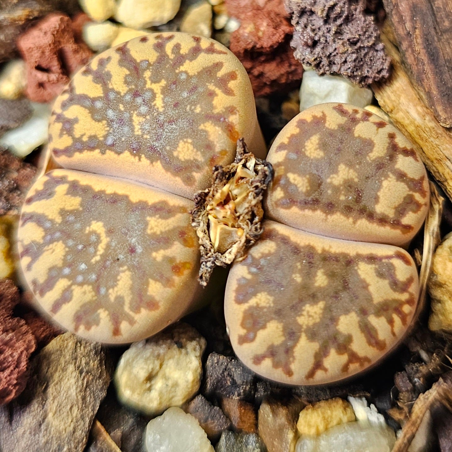 Lithops bundle (4 plants) – Earth Ranger selection