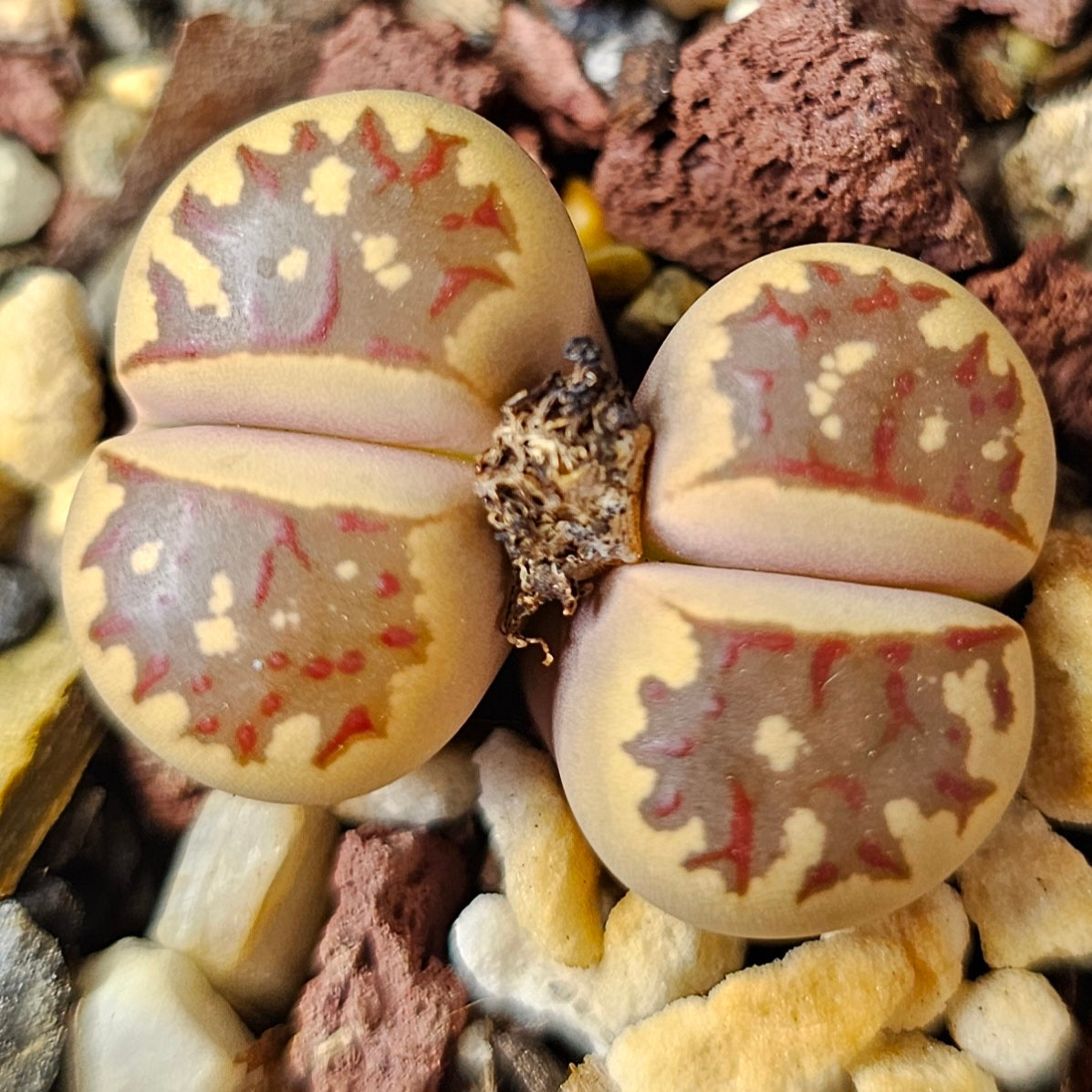 Lithops bundle (4 plants) – Earth Ranger selection
