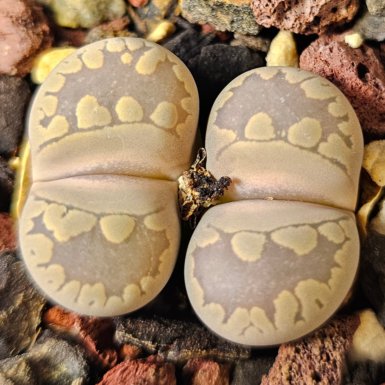 Lithops bundle (4 plants) – Earth Ranger selection