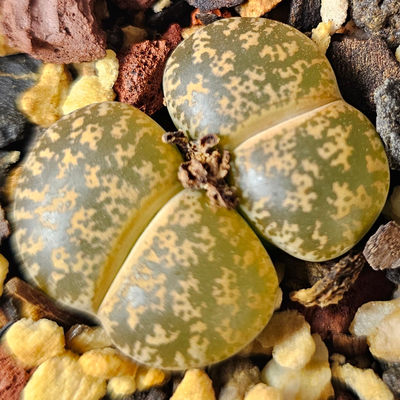 Lithops bundle (4 plants) – Earth Ranger selection