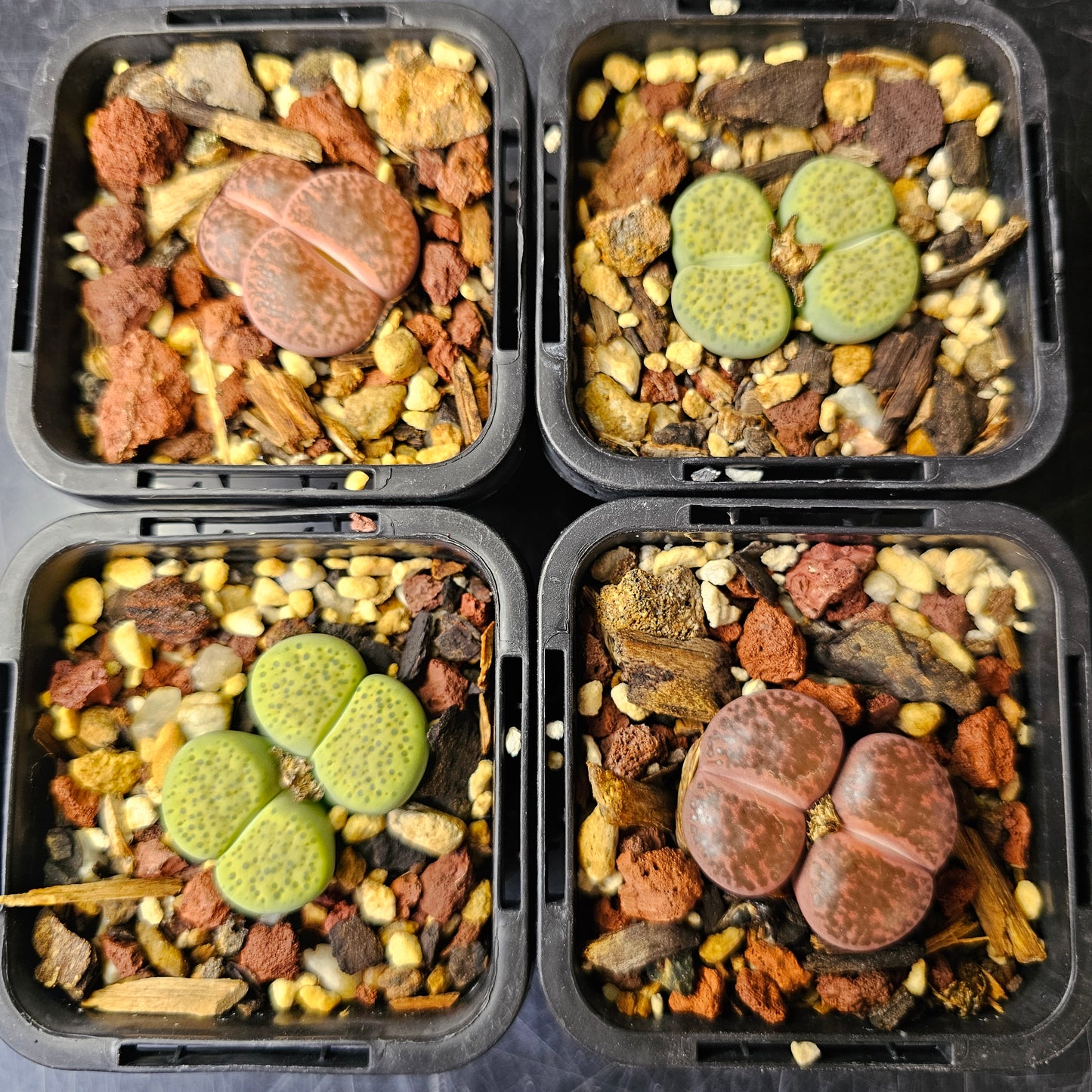 Lithops bundle (4 plants) – Toffee Apple mix