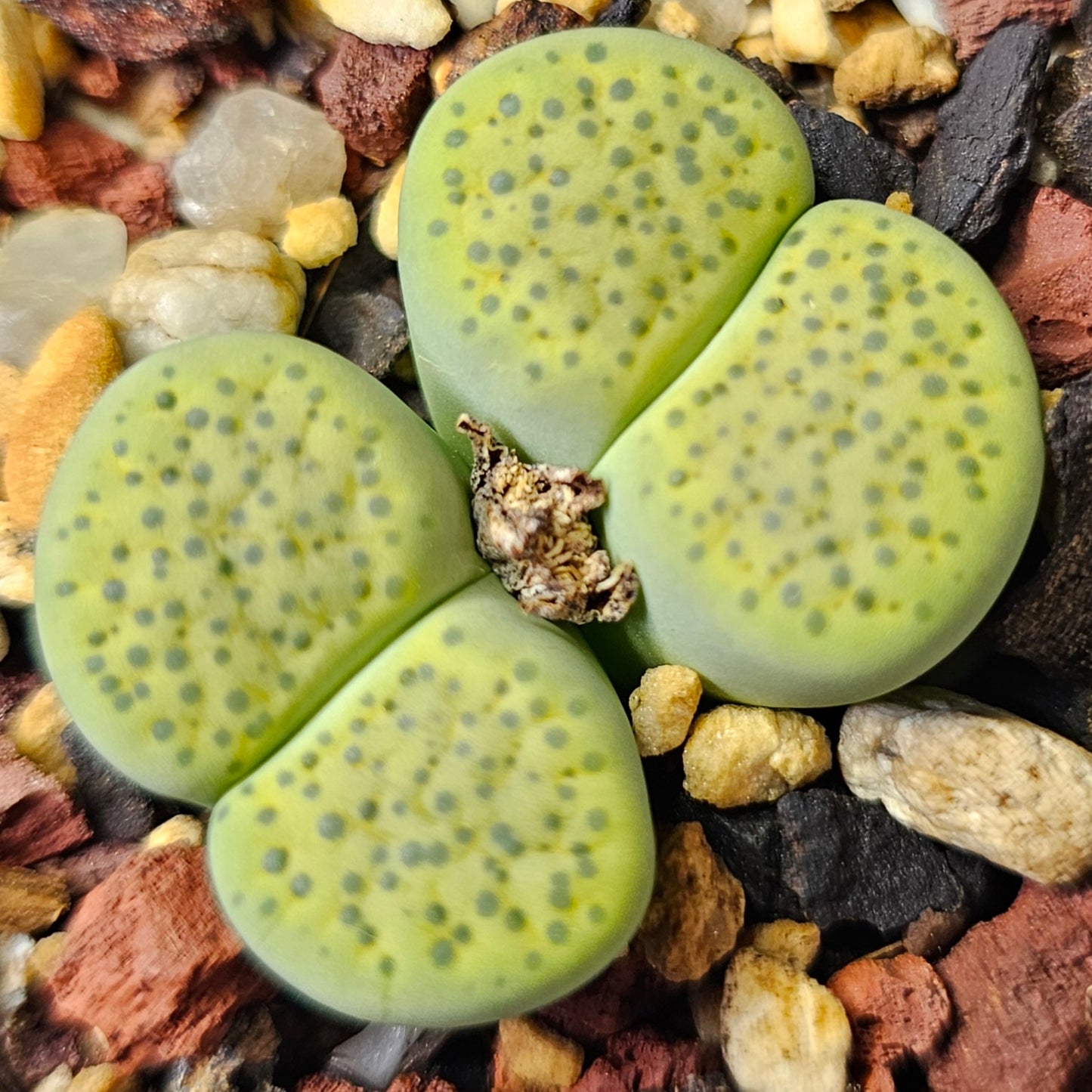 Lithops bundle (4 plants) – Toffee Apple mix