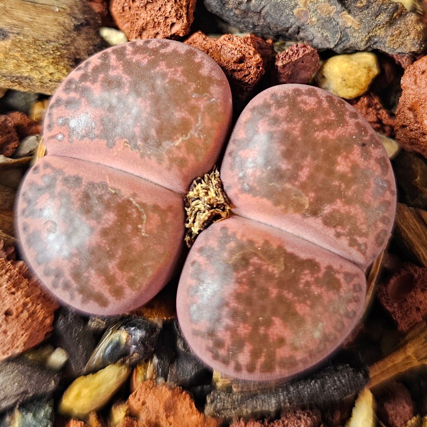 Lithops bundle (4 plants) – Toffee Apple mix