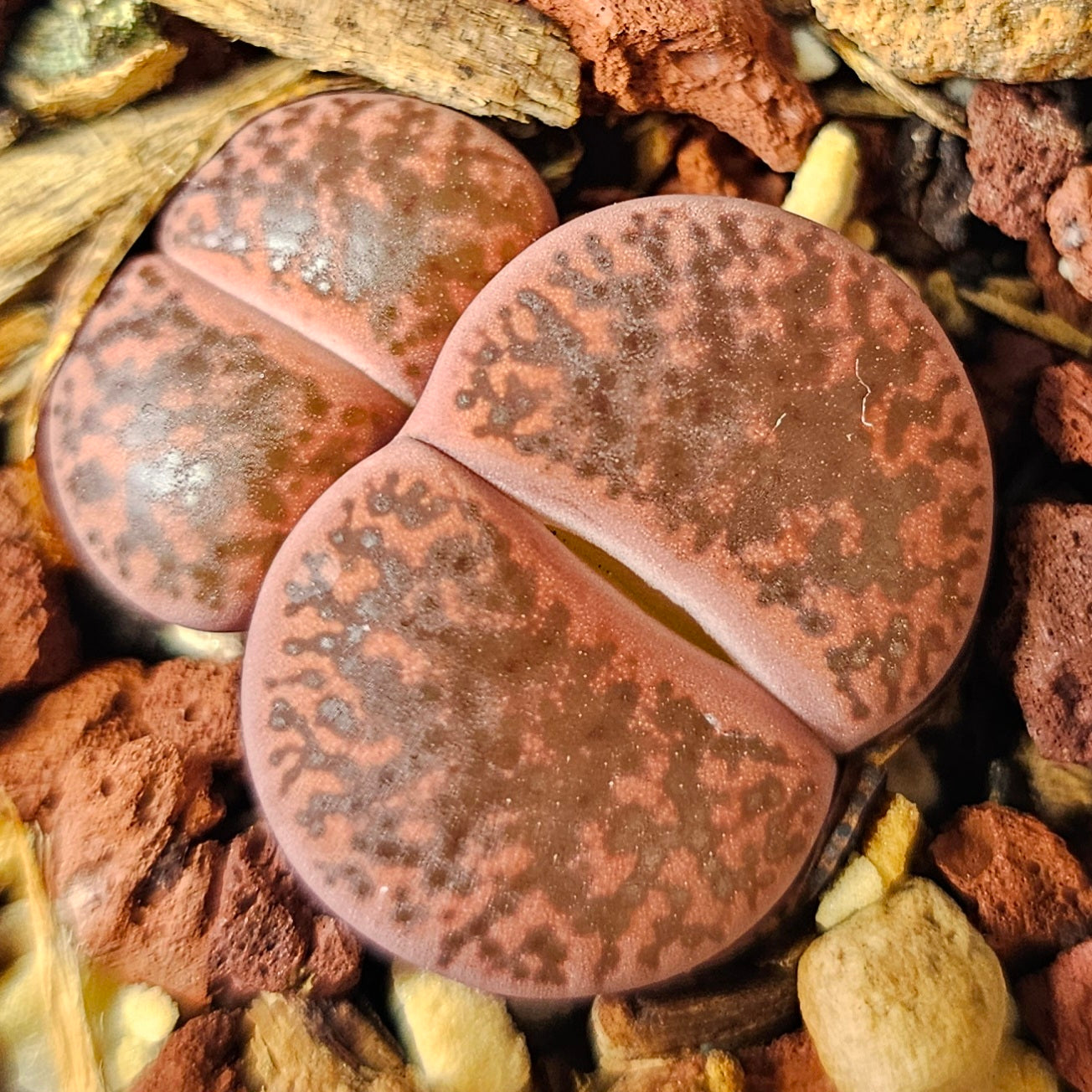 Lithops bundle (4 plants) – Toffee Apple mix
