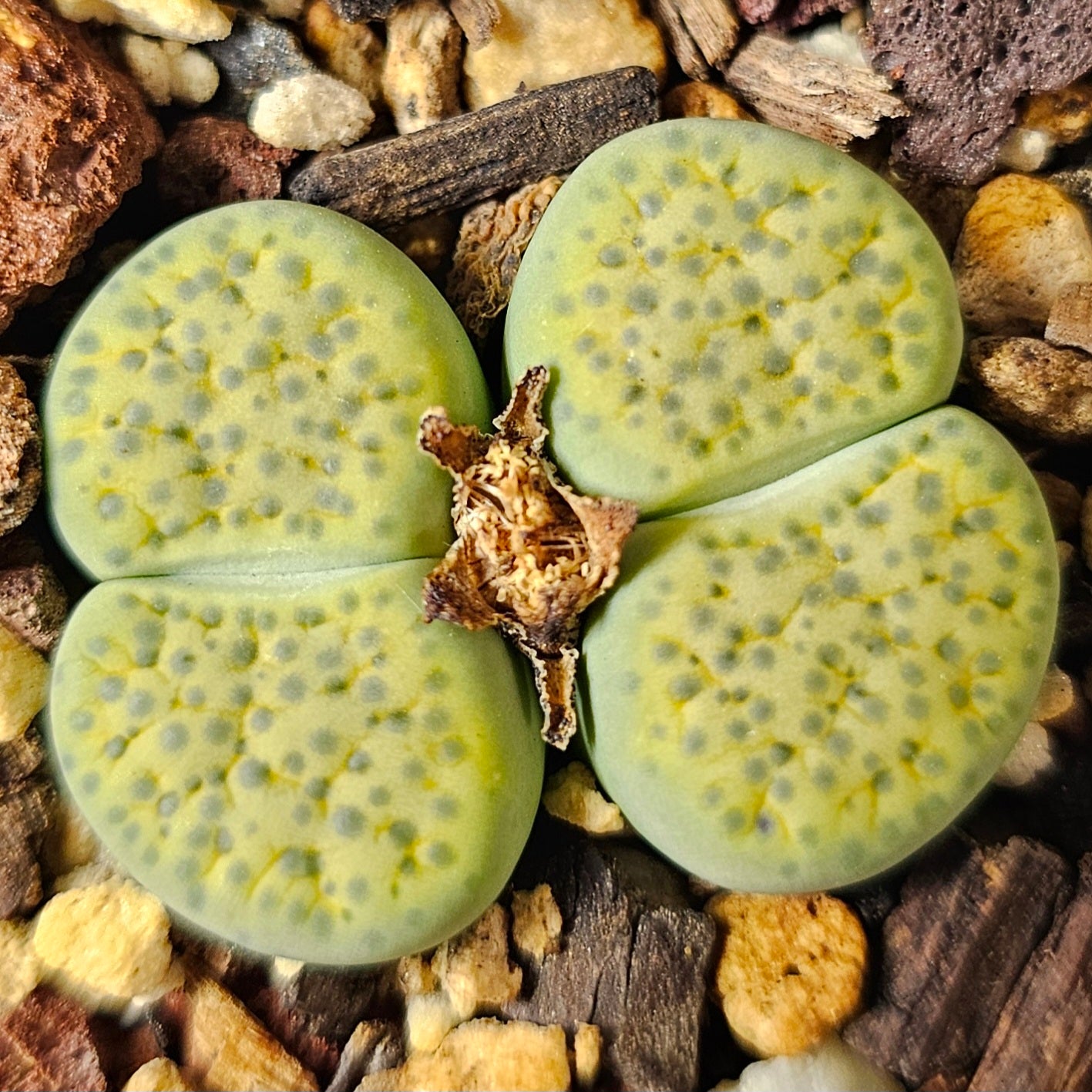 Lithops bundle (4 plants) – Toffee Apple mix