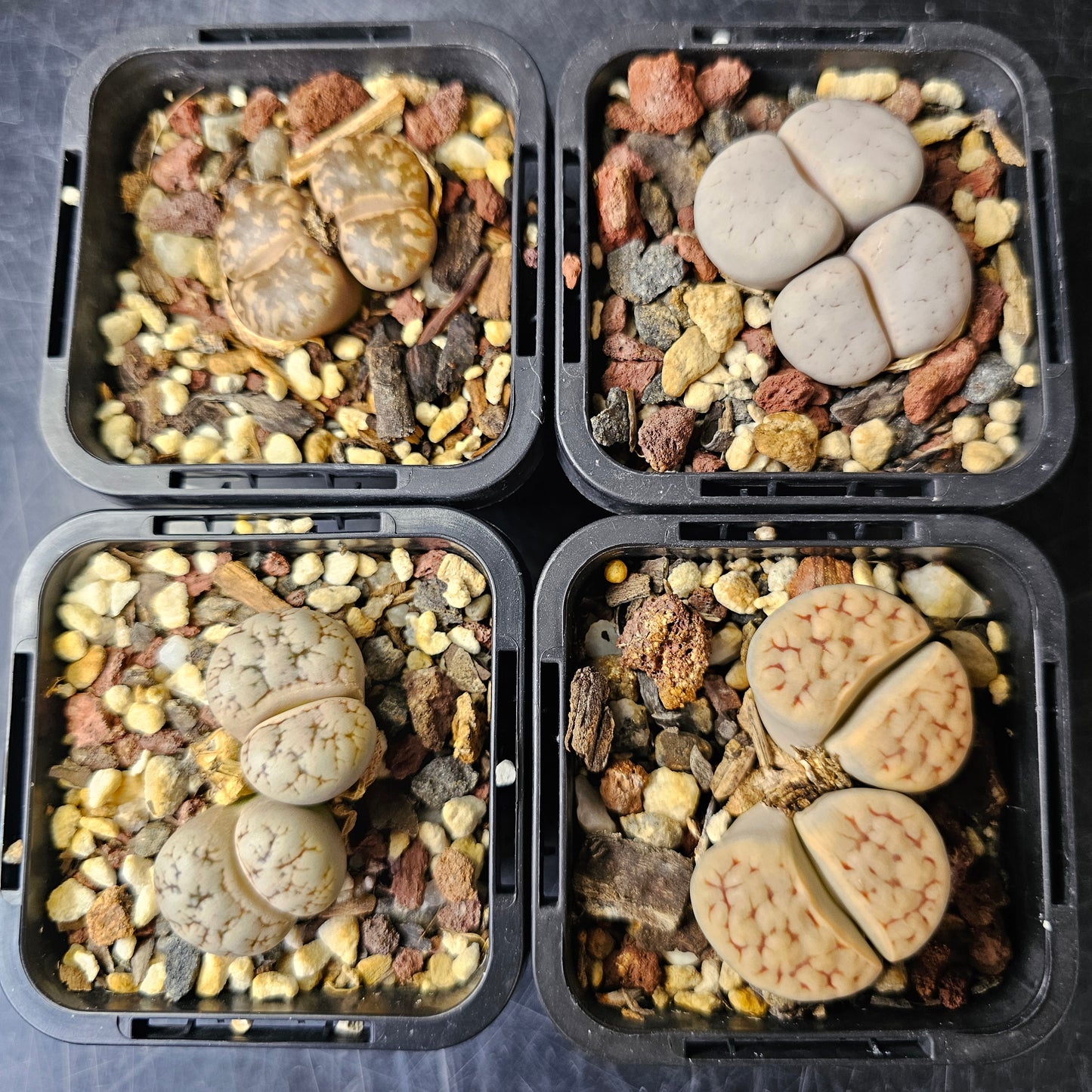 Lithops bundle (4 plants) – Eclectic variety