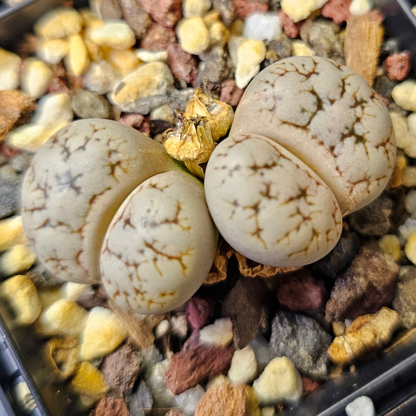 Lithops bundle (4 plants) – Eclectic variety