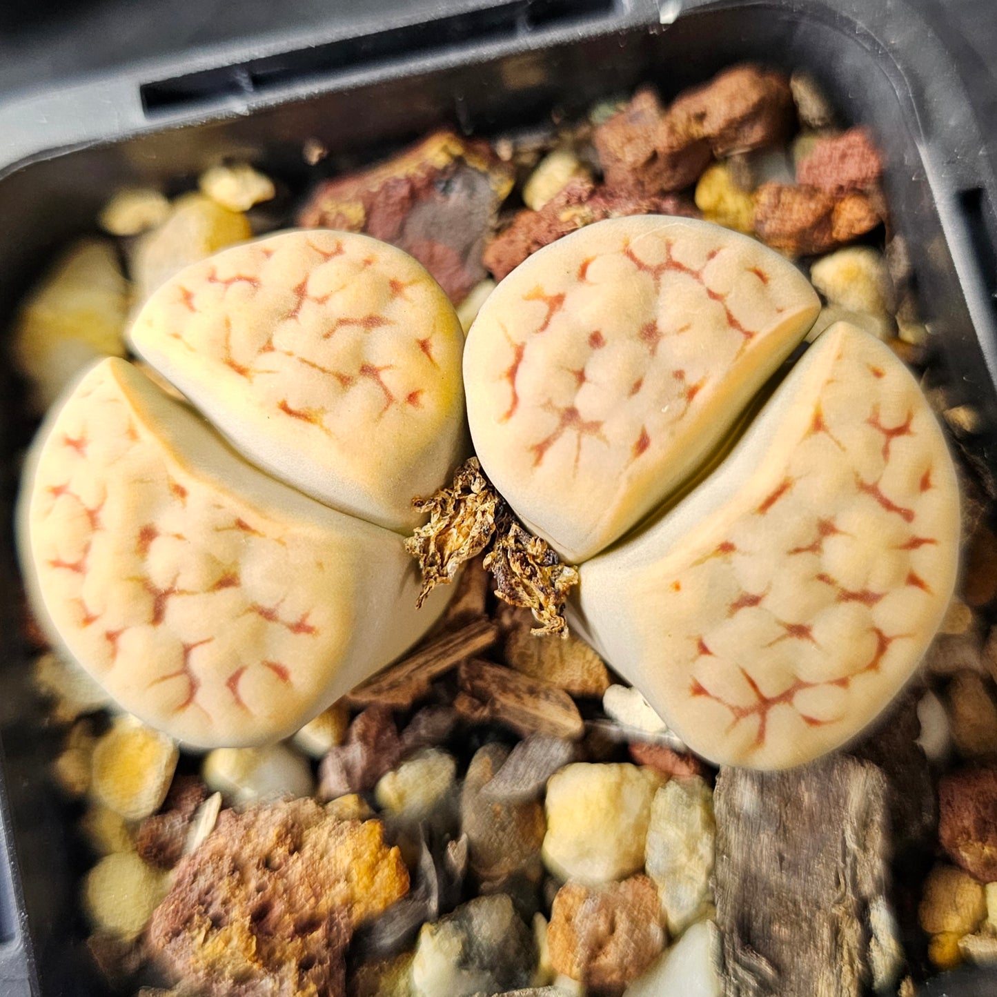 Lithops bundle (4 plants) – Eclectic variety