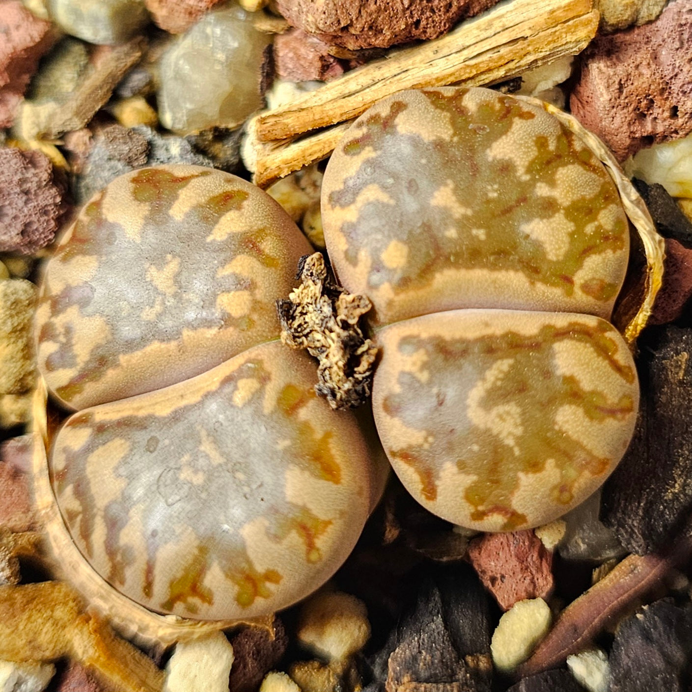 Lithops bundle (4 plants) – Eclectic variety
