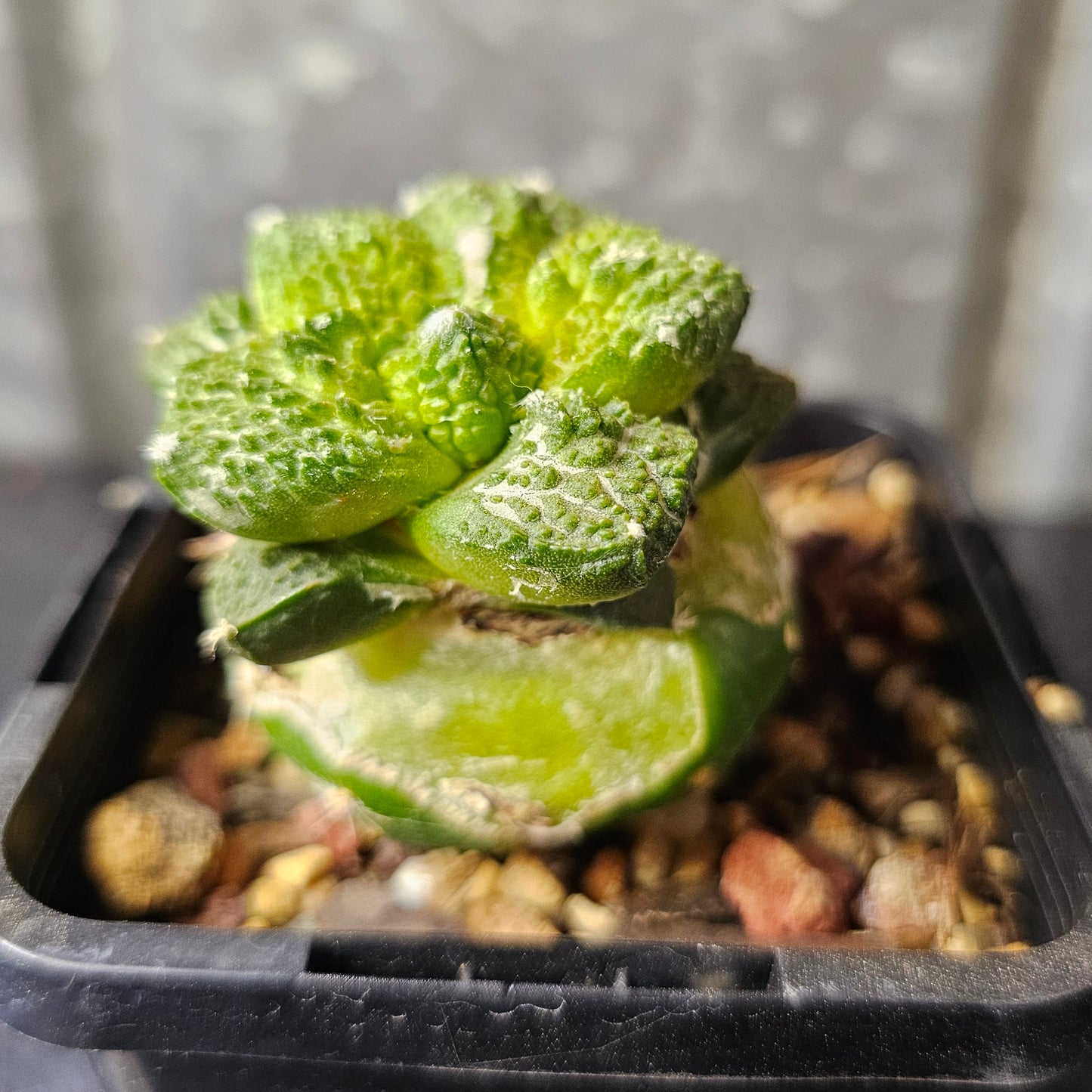 Ariocarpus cv. Super Godzilla