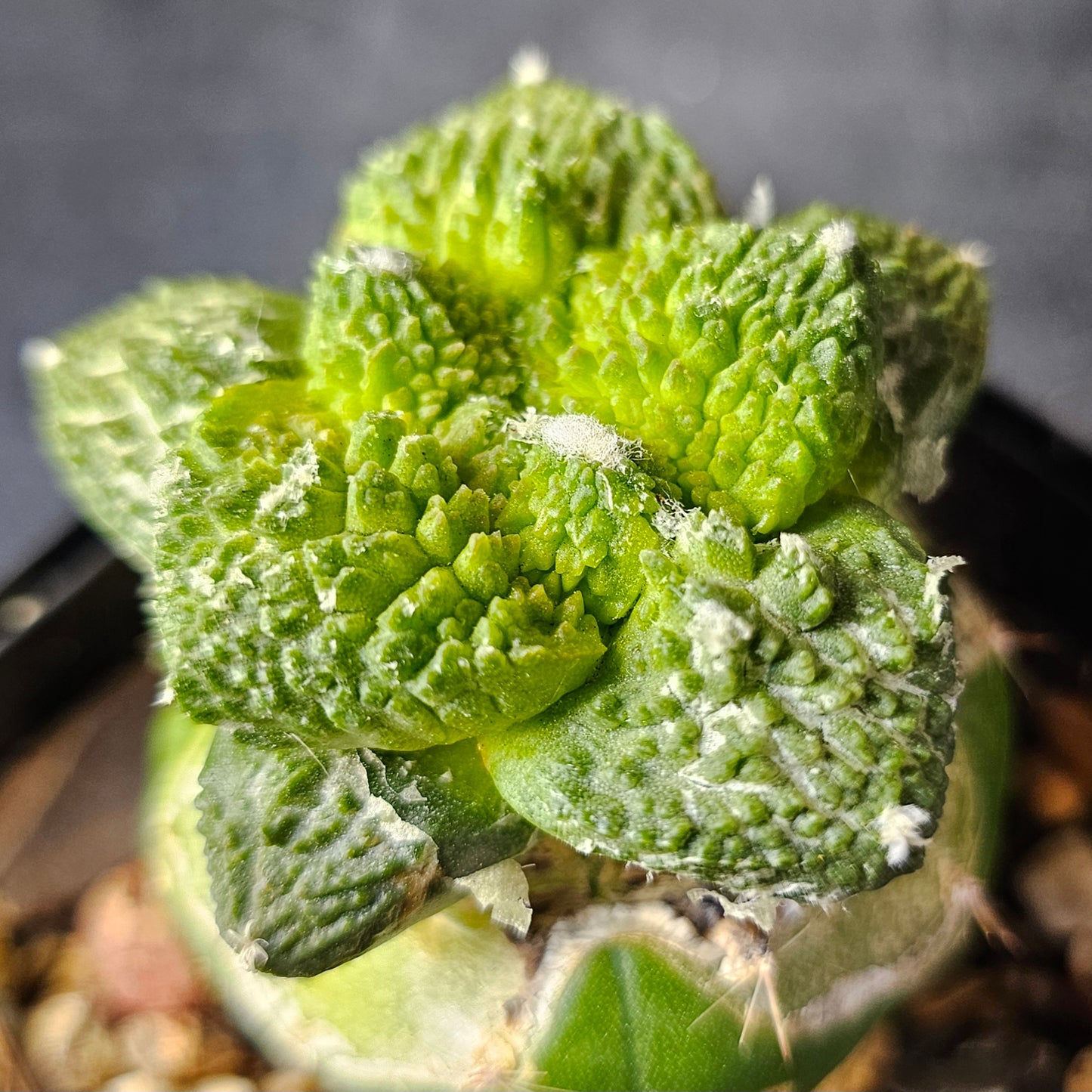 Ariocarpus cv. Super Godzilla