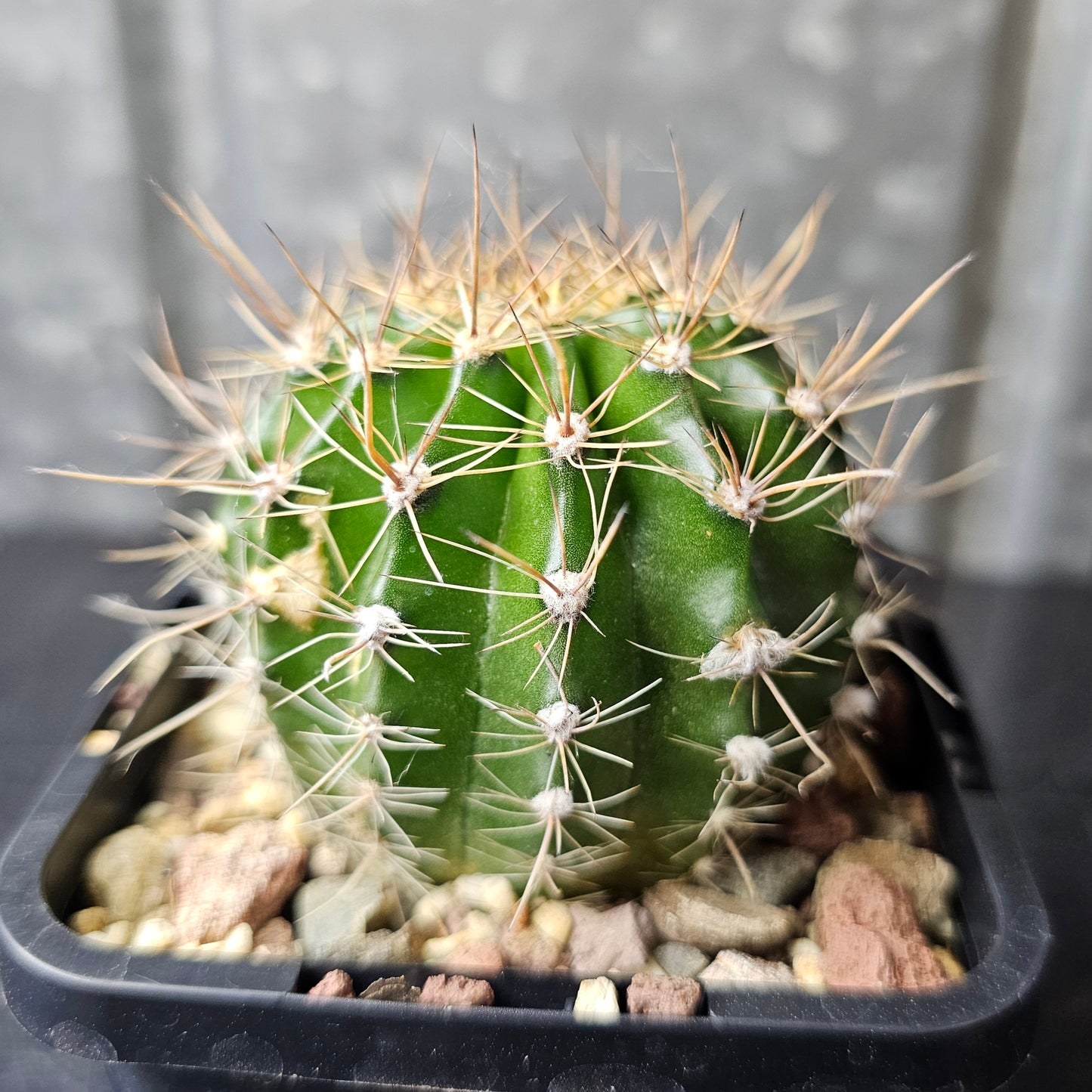 Echinopsis cv. Freddy’s Derby x Windigo (19.559D)