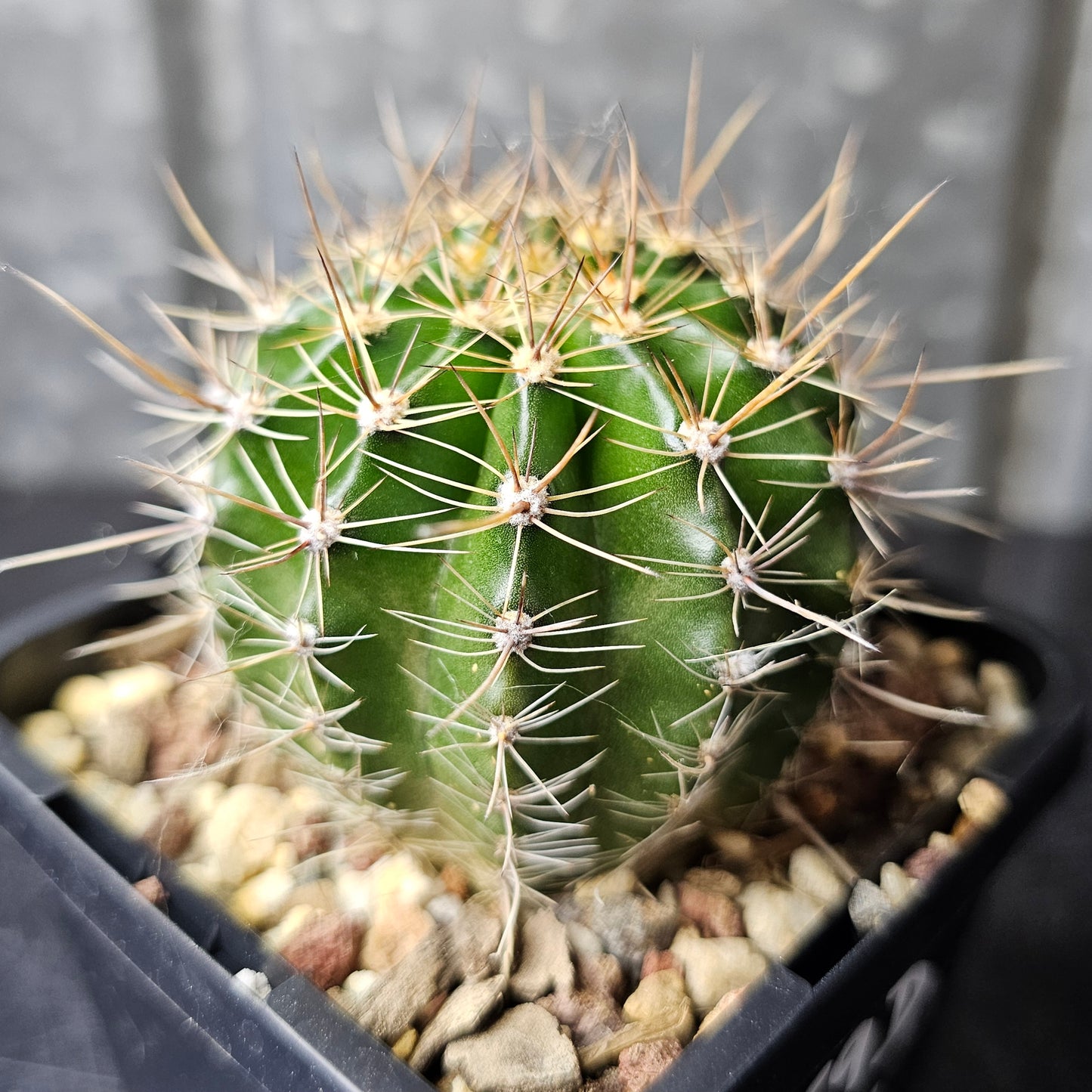 Echinopsis cv. Freddy’s Derby x Windigo (19.559D)