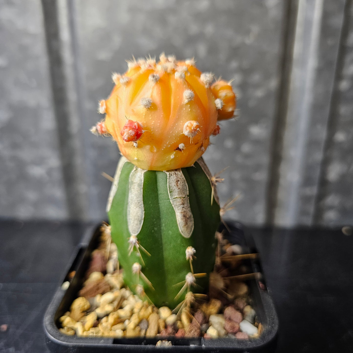 Astrophytum asterias hybrid (orange)