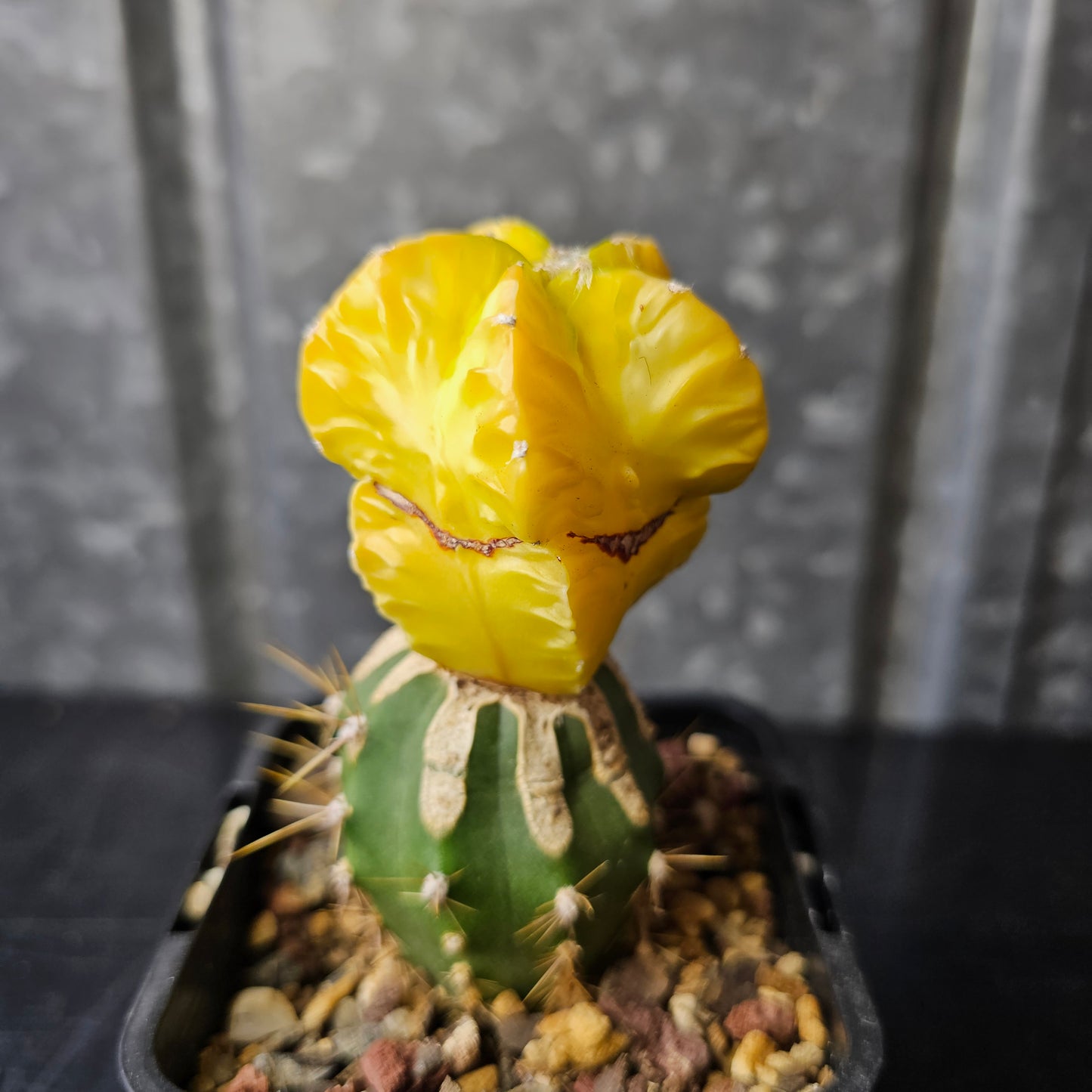 Astrophytum myriostigma hybrid (buttercup yellow)