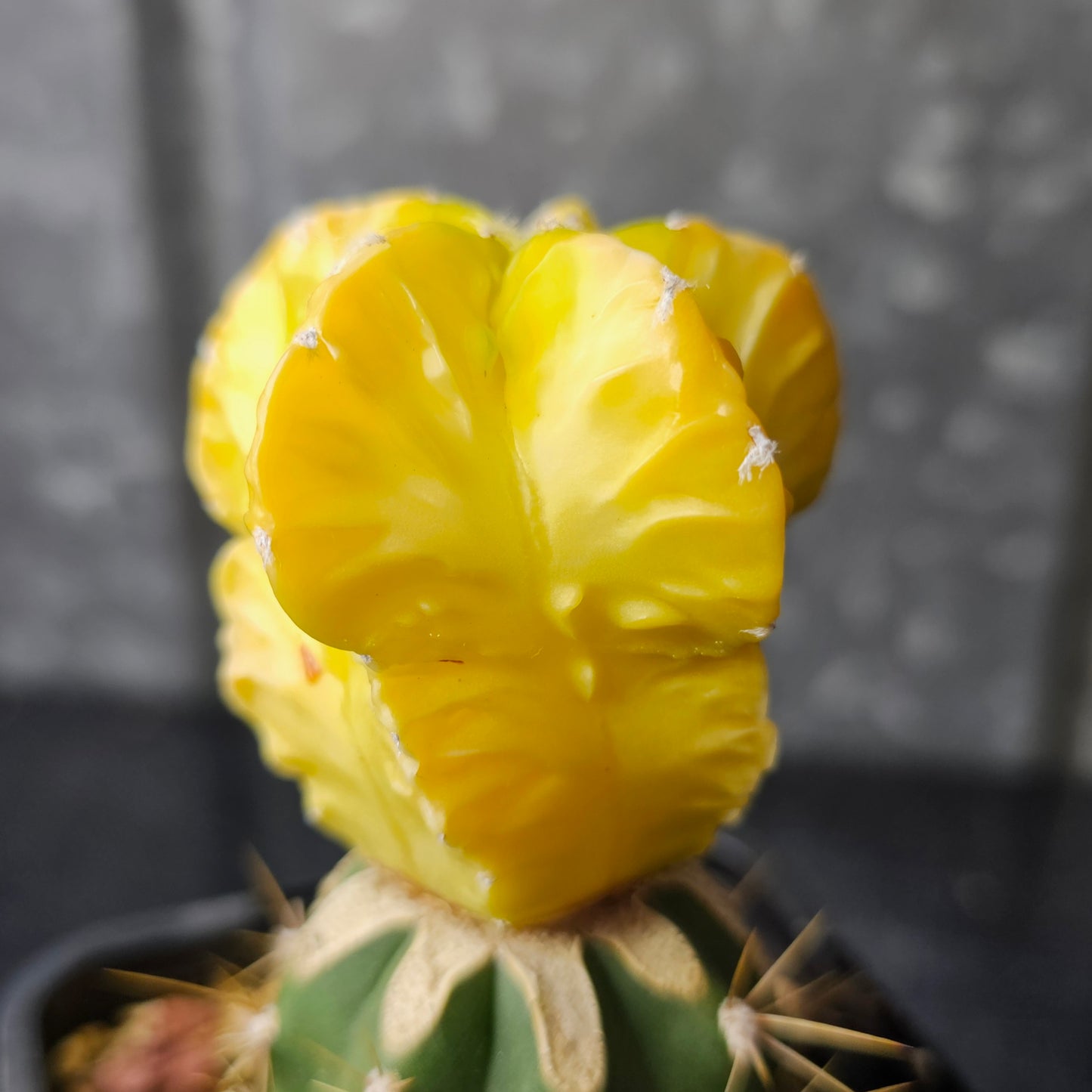 Astrophytum myriostigma hybrid (buttercup yellow)