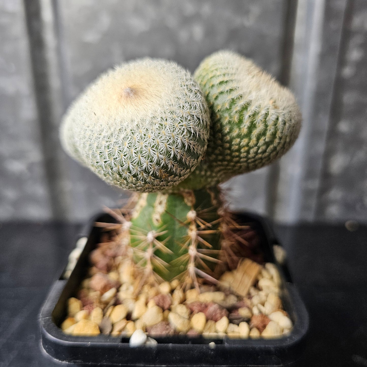 Epithelantha unguispina (triple head)