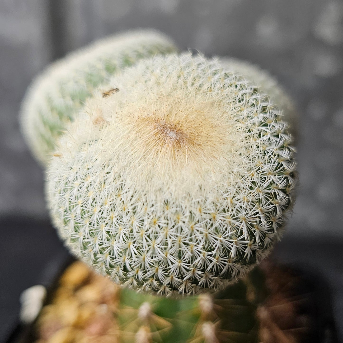Epithelantha unguispina (triple head)