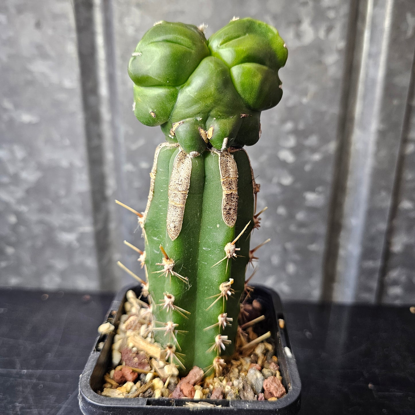 Astrophytum myriostigma cv. Kikko (Supreme)