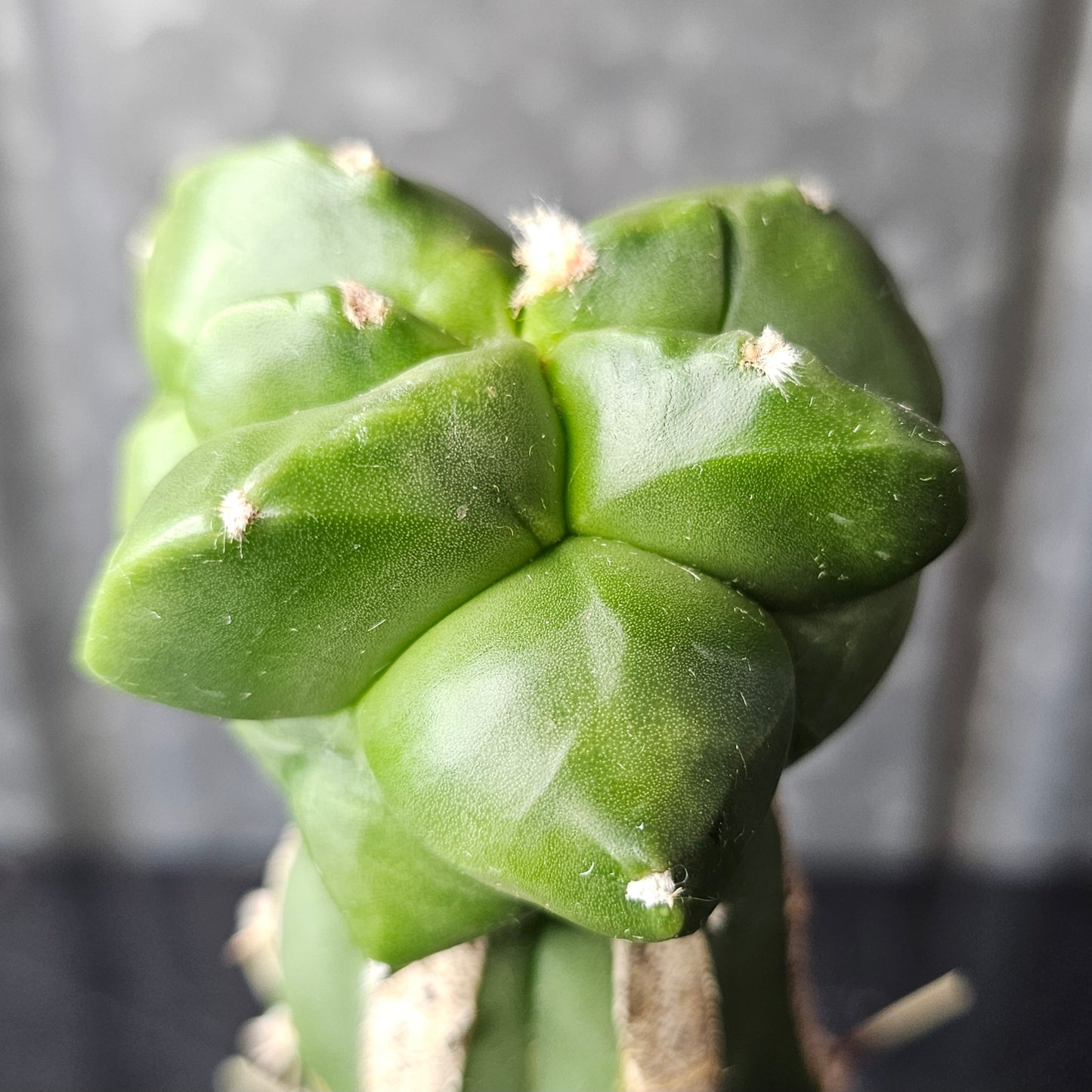 Astrophytum myriostigma cv. Kikko (Supreme)
