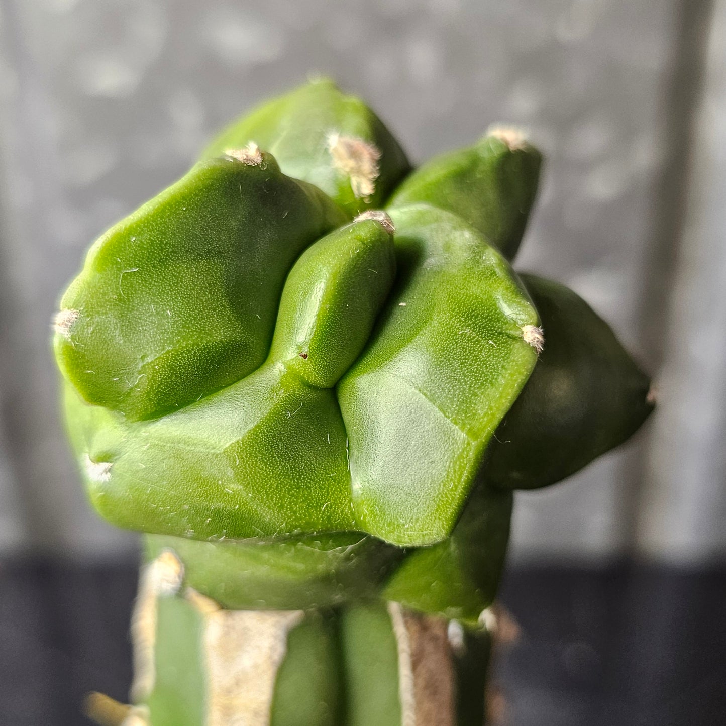 Astrophytum myriostigma cv. Kikko (Supreme)